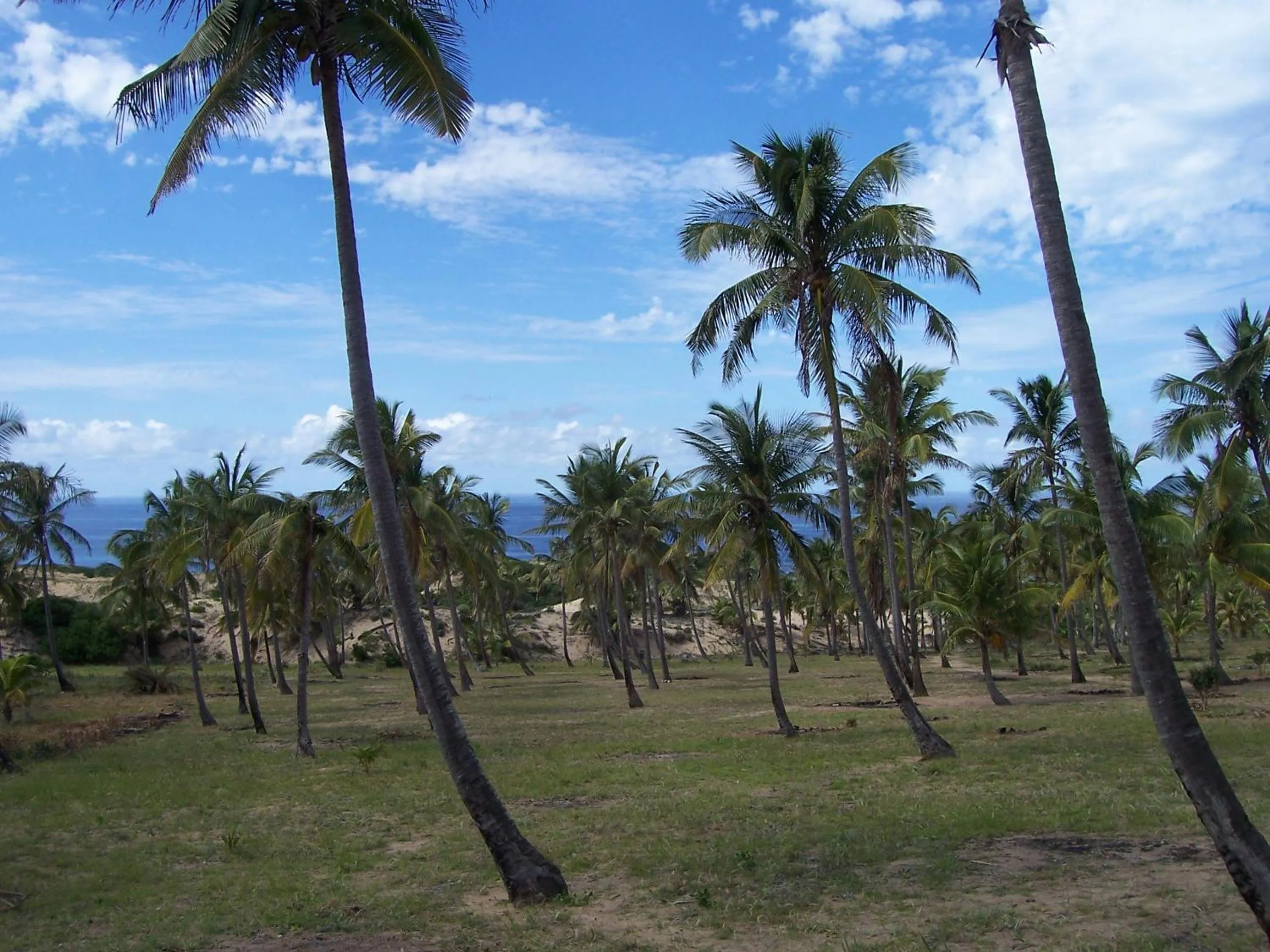 Area and facilities in Blue Moon Beach Holiday Resort