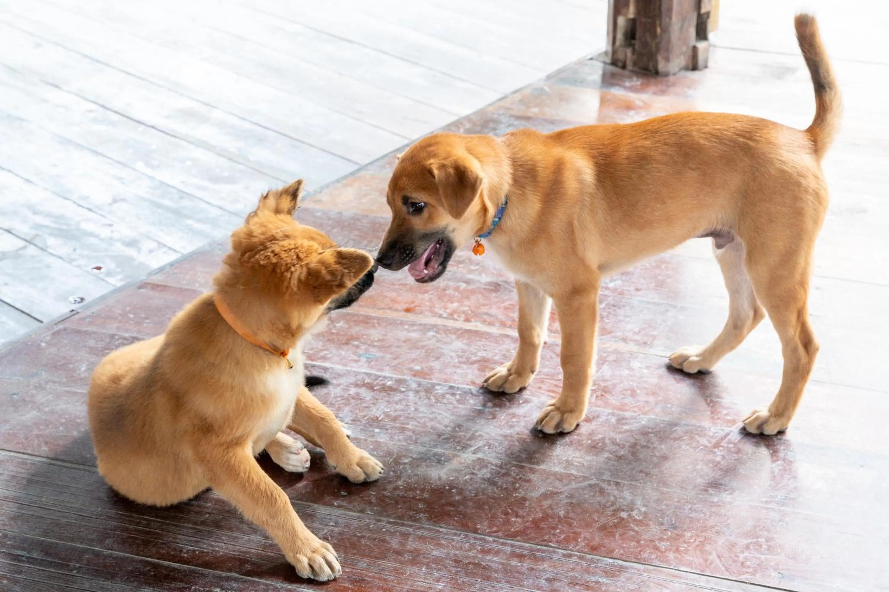 Pets in RoomQuest THEVA Resort Koh Samui