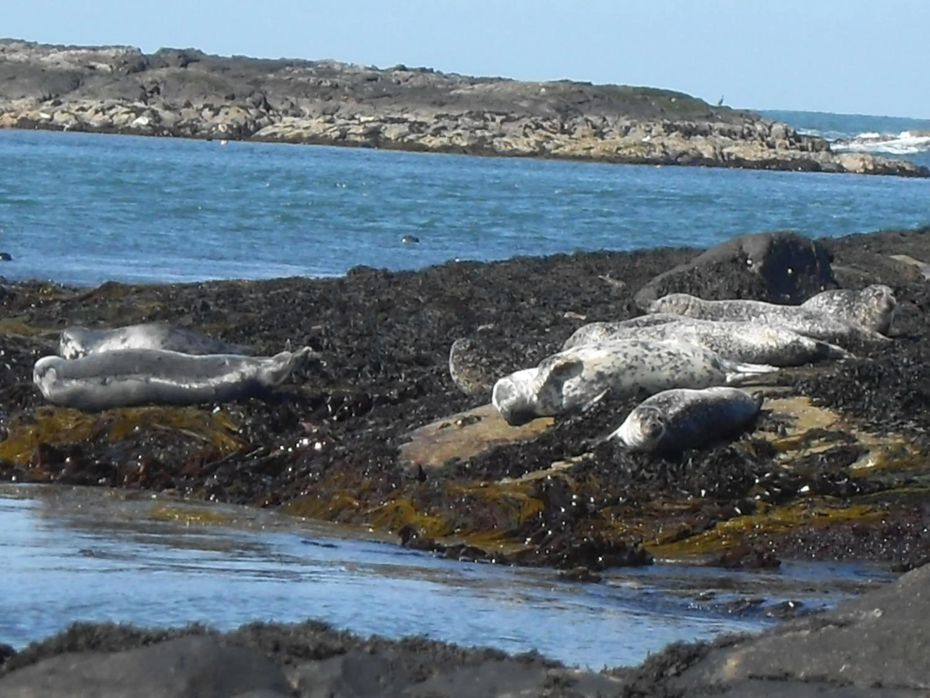 Animals in Burnside Lodge