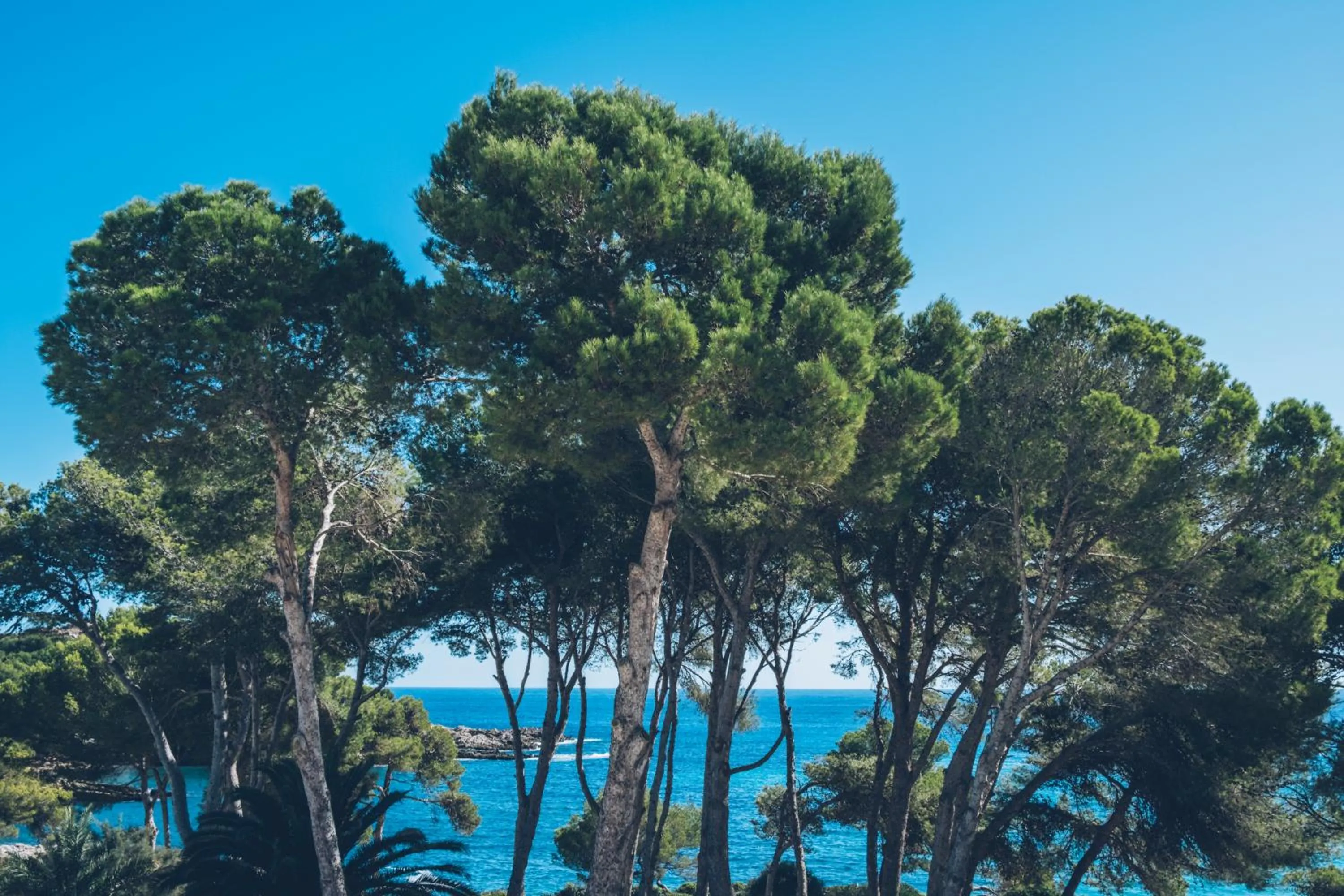 Natural landscape in Iberostar Waves Pinos Park