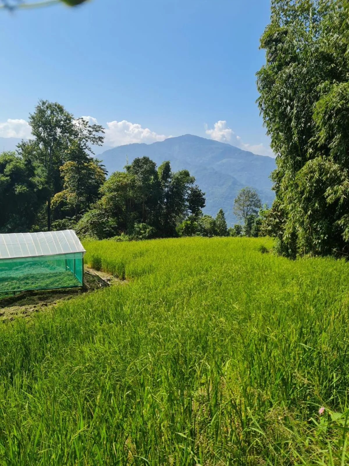 The Grand Kalimpong