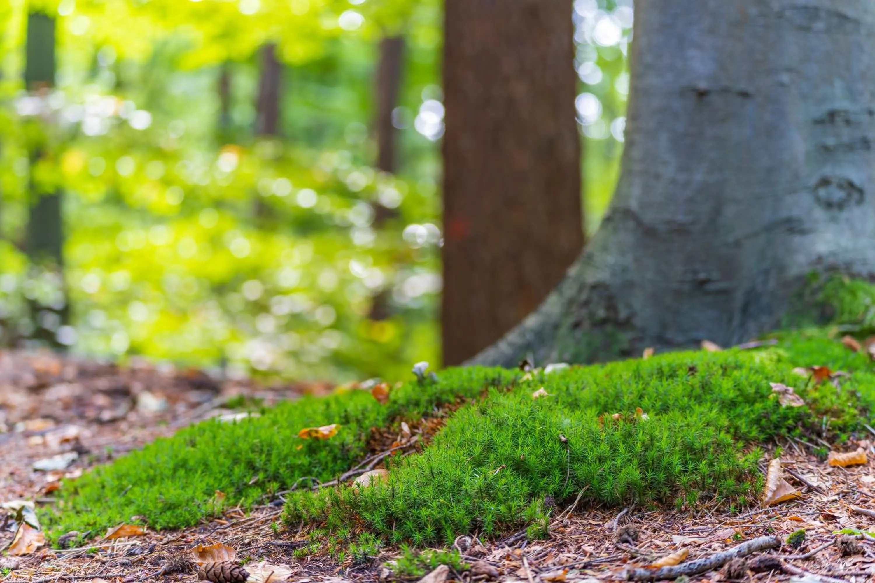 Natural landscape in Hotel de Hoeve van Nunspeet
