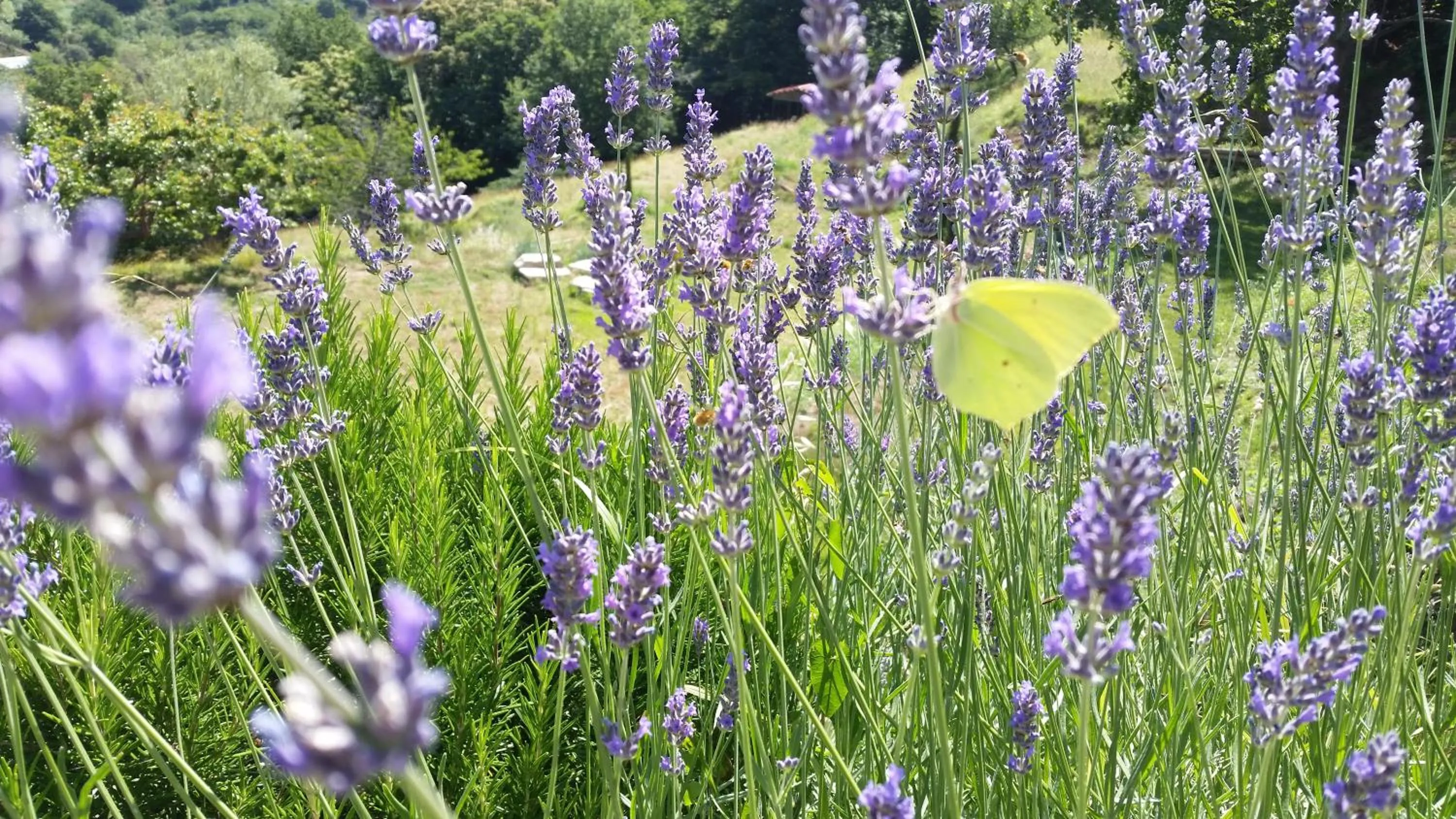 Garden view in Agriturismo Gocce di Luna