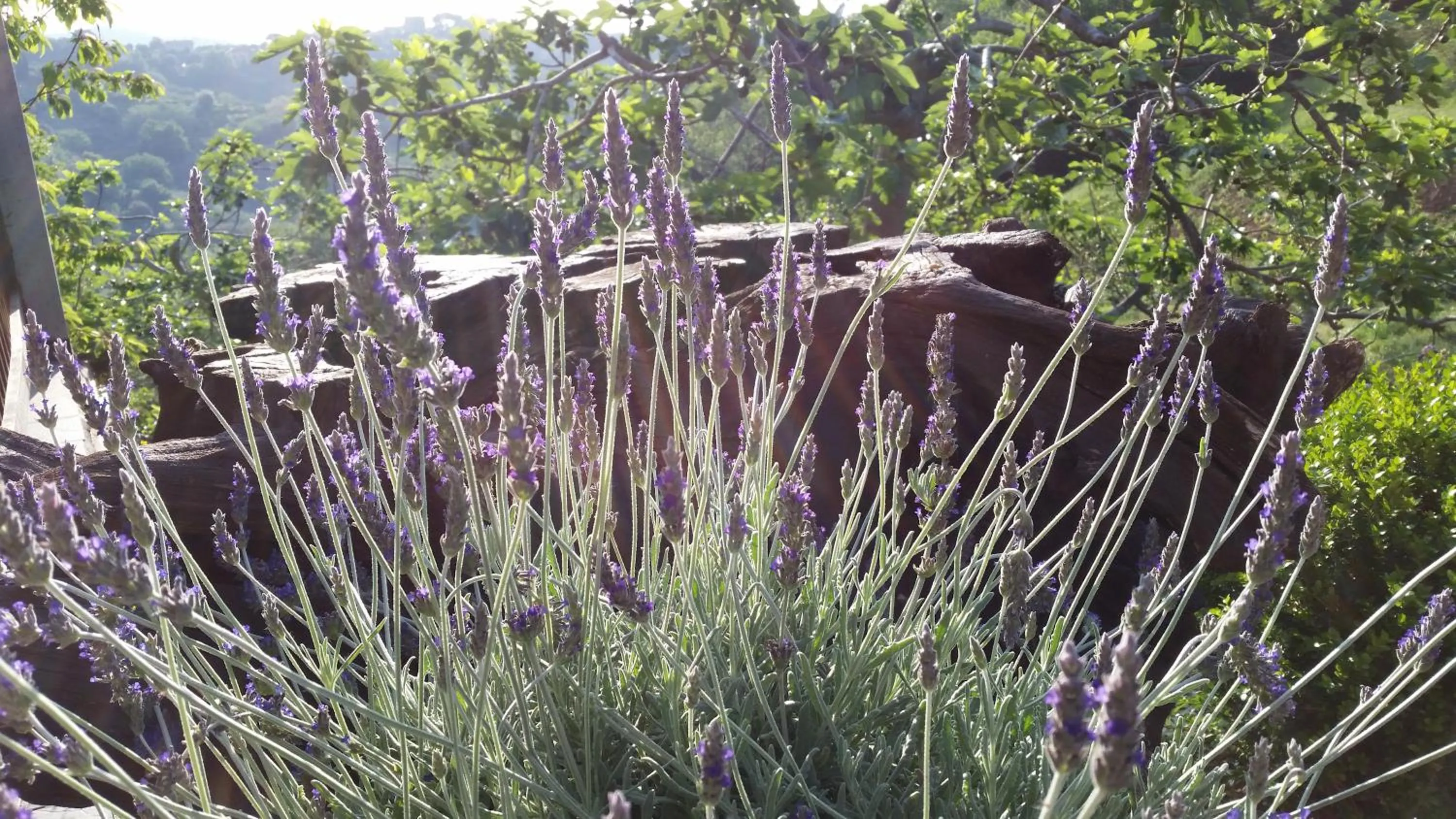 Other in Agriturismo Gocce di Luna