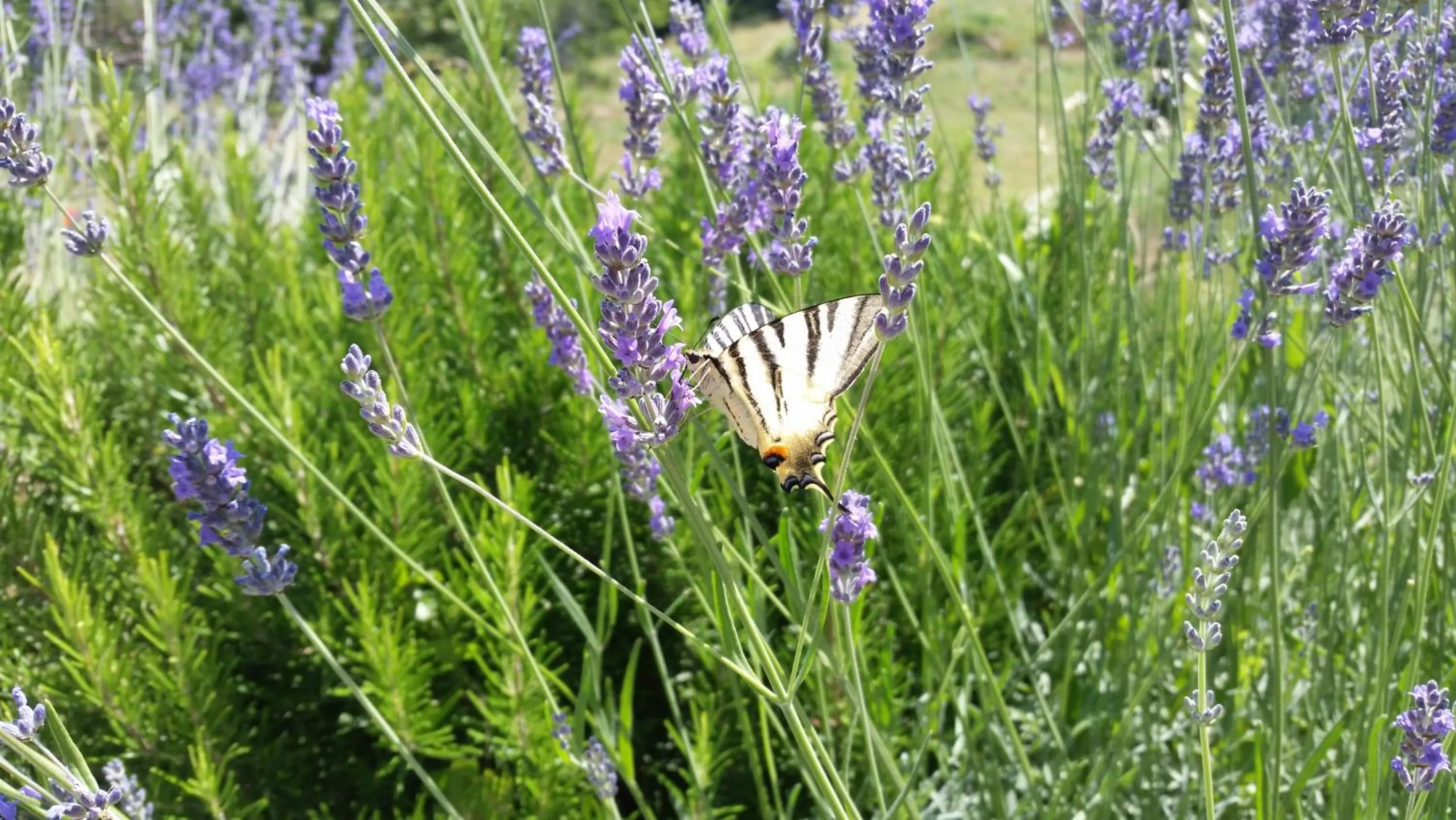 Garden view in Agriturismo Gocce di Luna