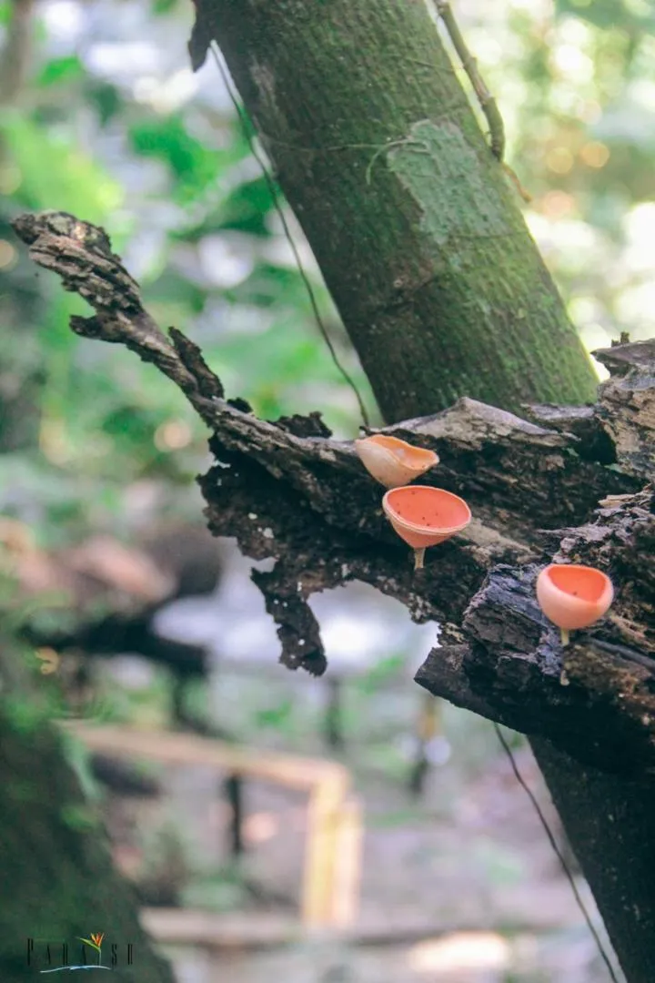 Activities in Paraiso Rainforest and Beach Hotel