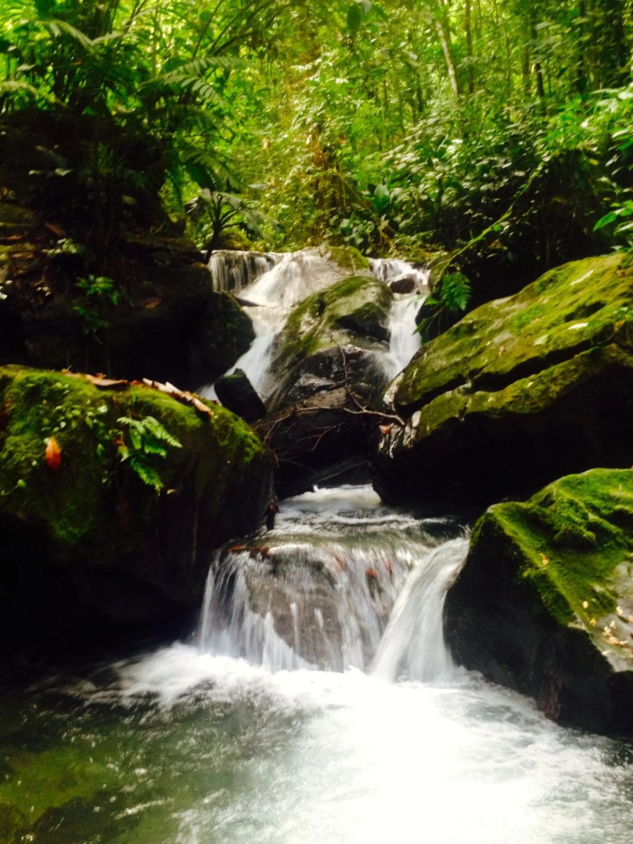 Natural landscape in Paraiso Rainforest and Beach Hotel