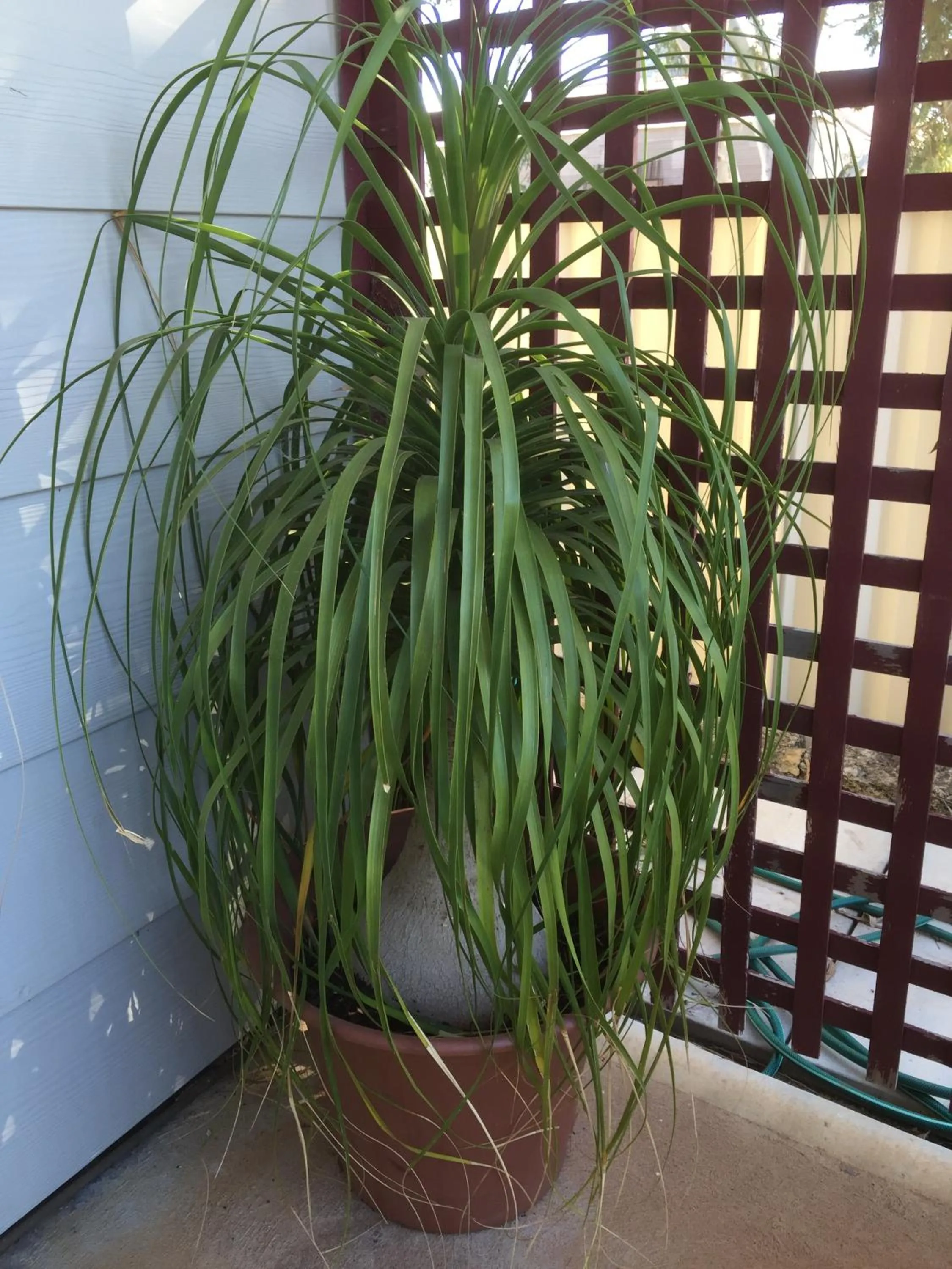 Balcony/Terrace in The Nosh & Nod - Avon Terrace