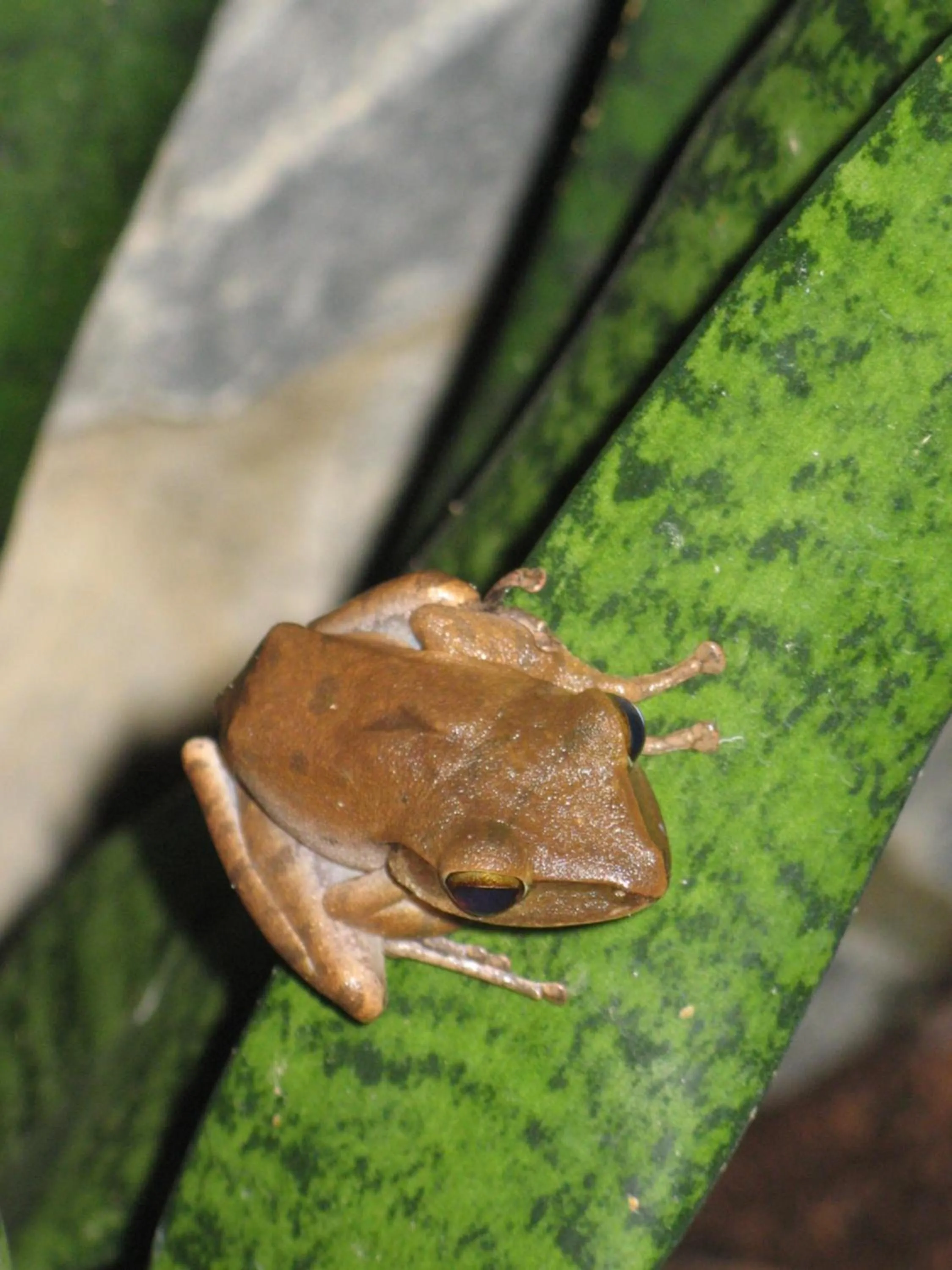 Animals in Ninila Fruit Farm Bungalow