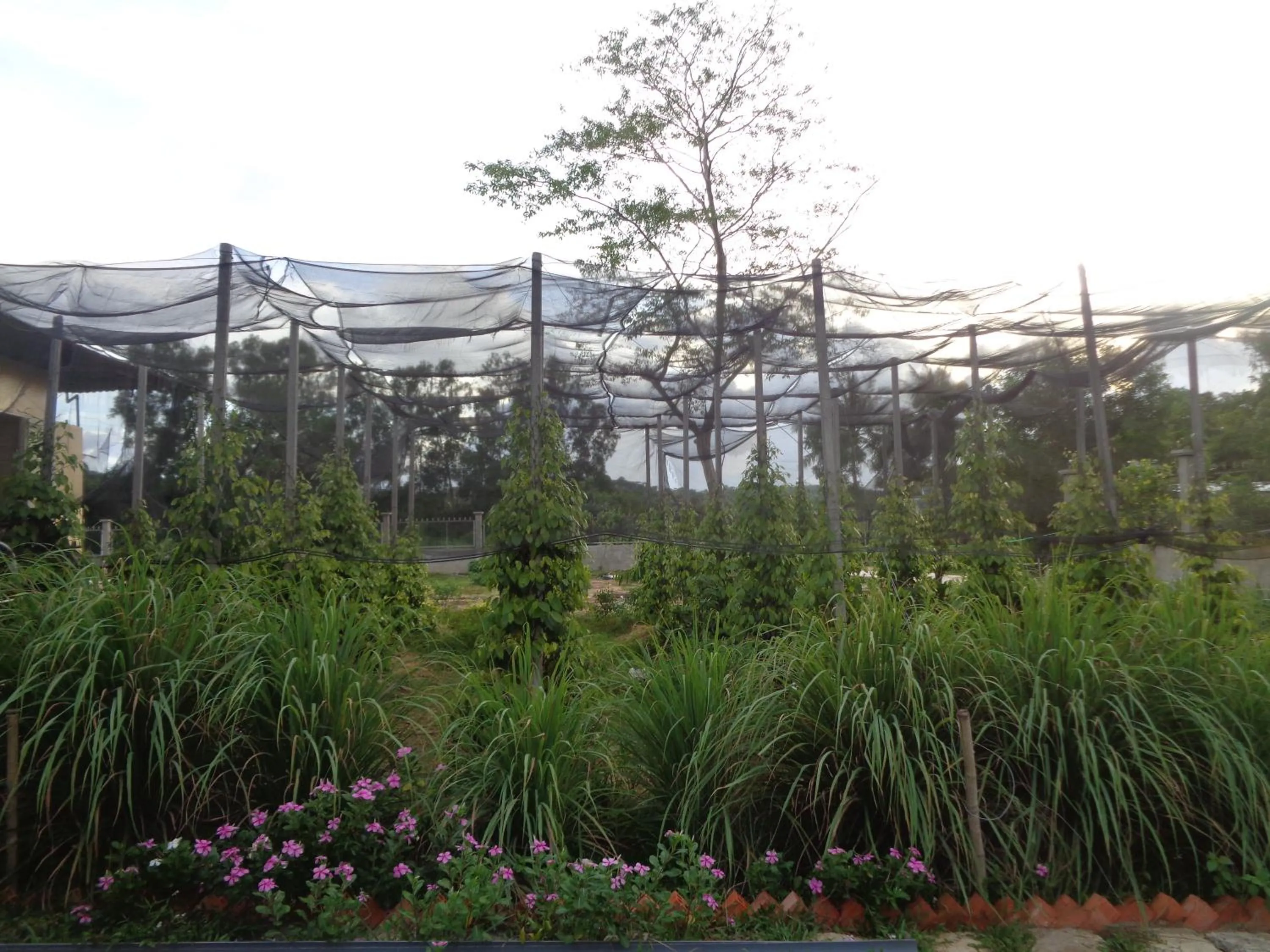 Garden in Ninila Fruit Farm Bungalow