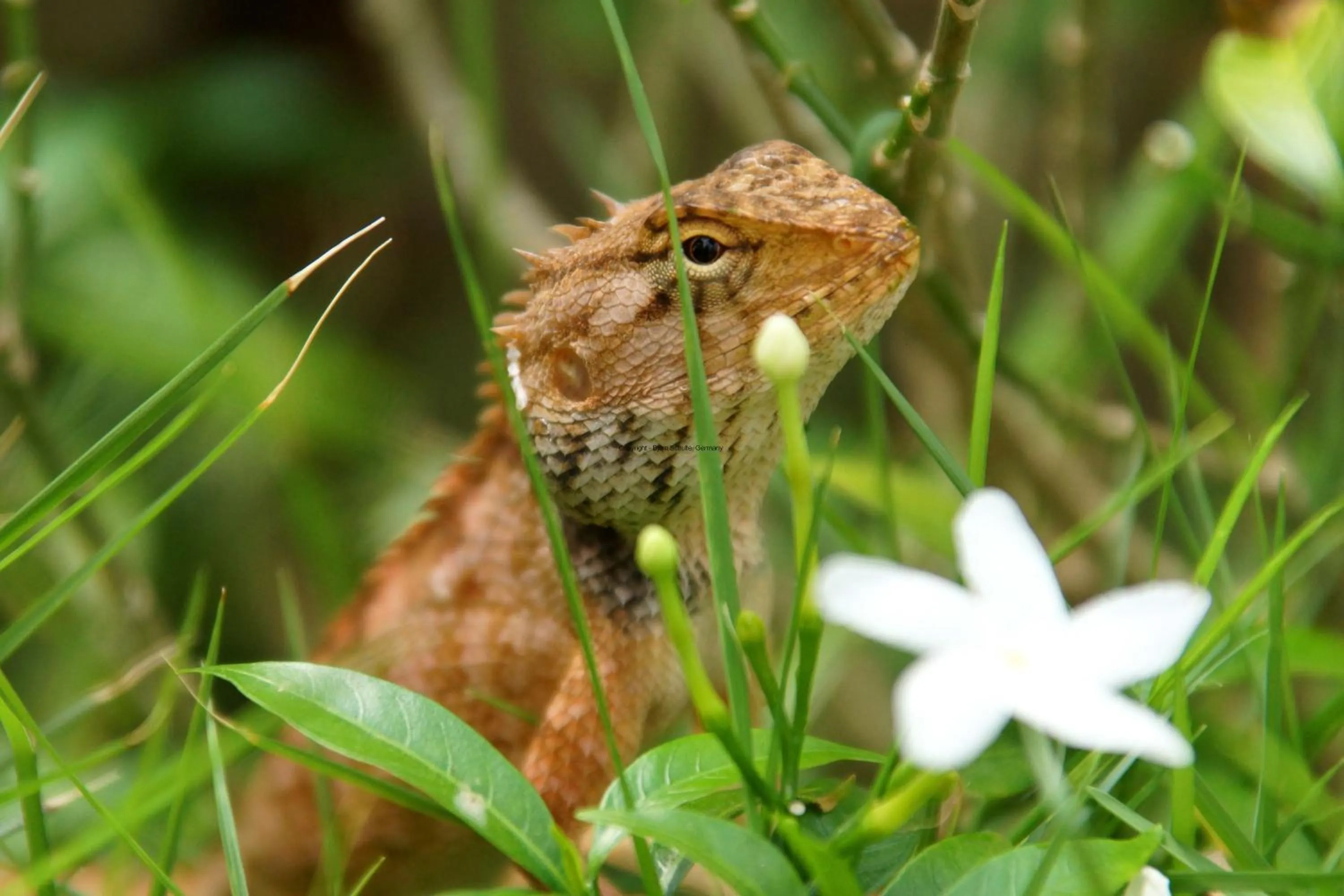 Animals in Ninila Fruit Farm Bungalow