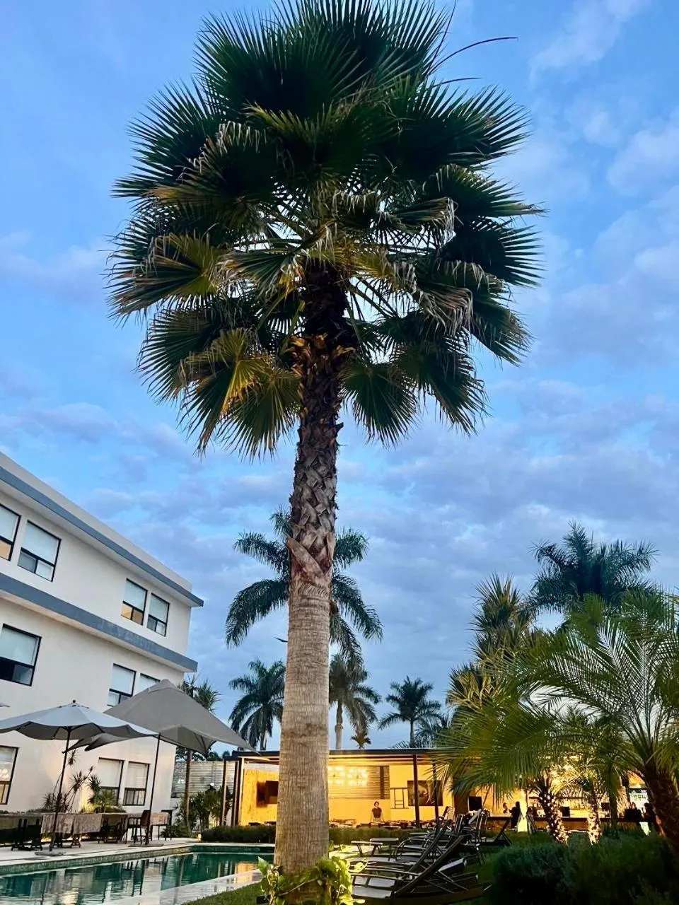 Garden in Casa Begonias Hotel mas Villas
