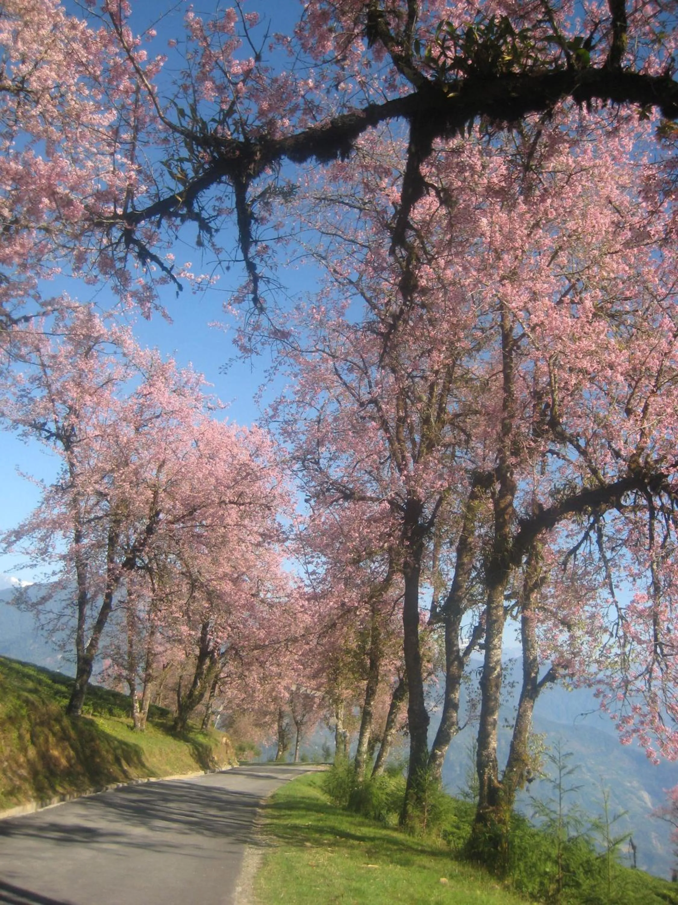 Juniper Residency Hotel