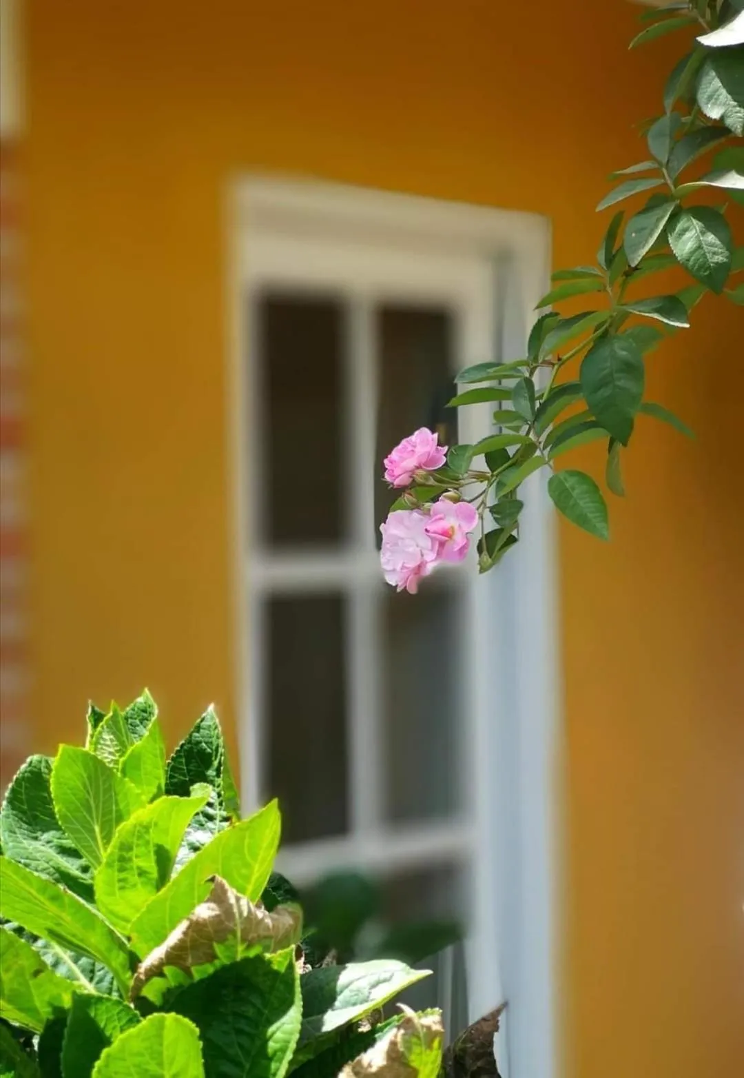 BICH DAO Boutique - Dalat