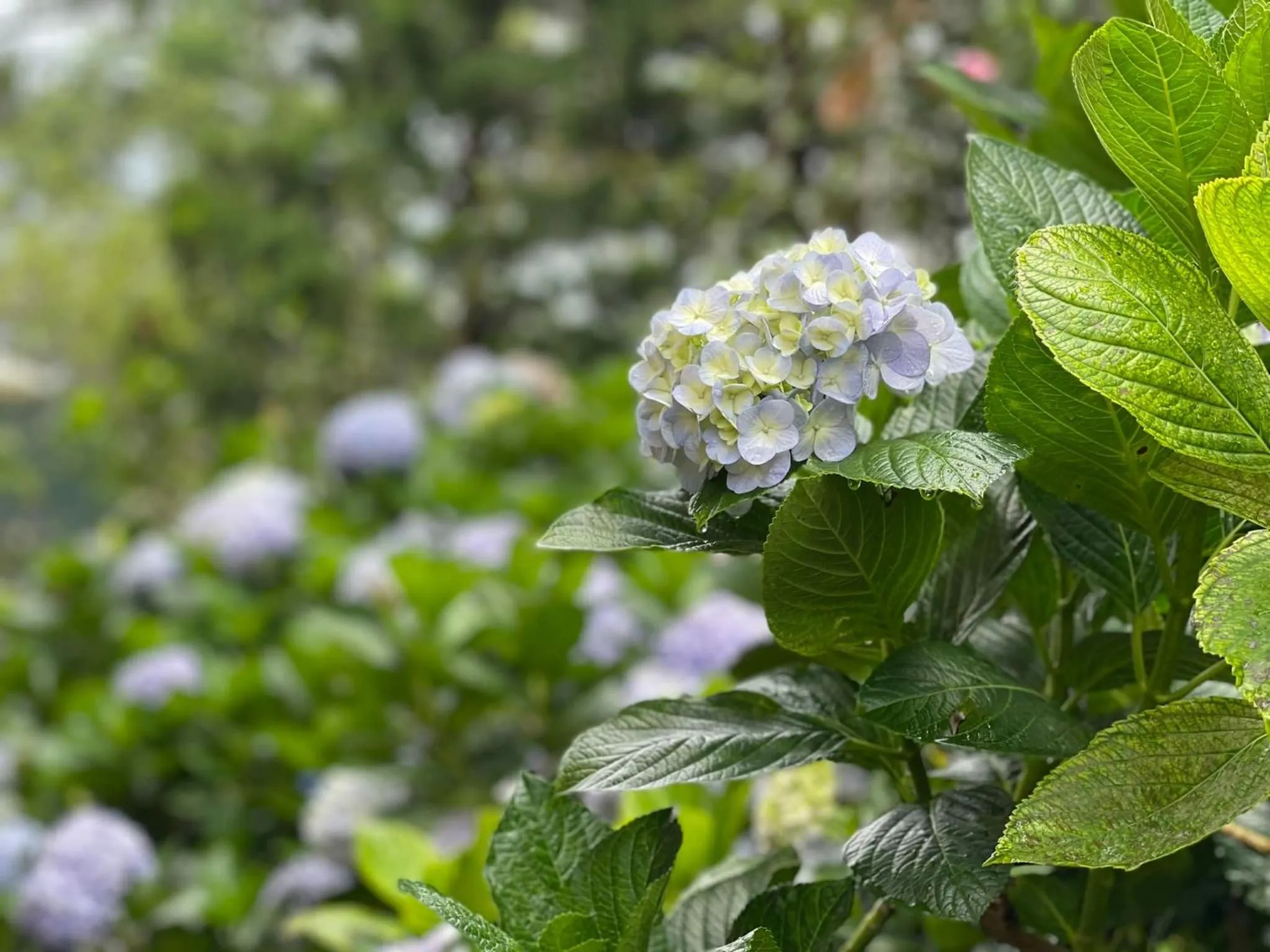 BICH DAO Boutique - Dalat