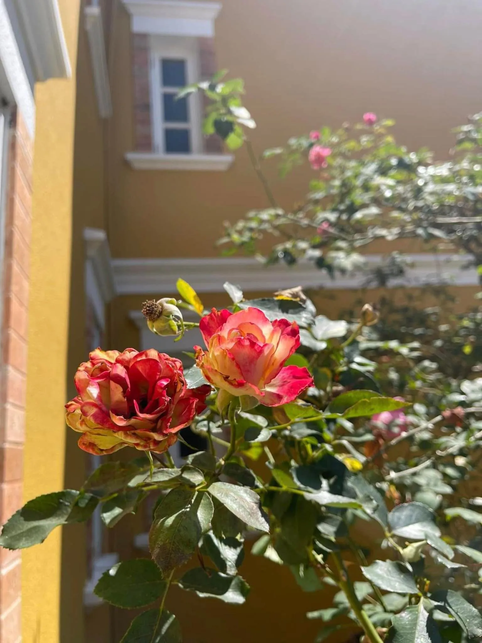 BICH DAO Boutique - Dalat