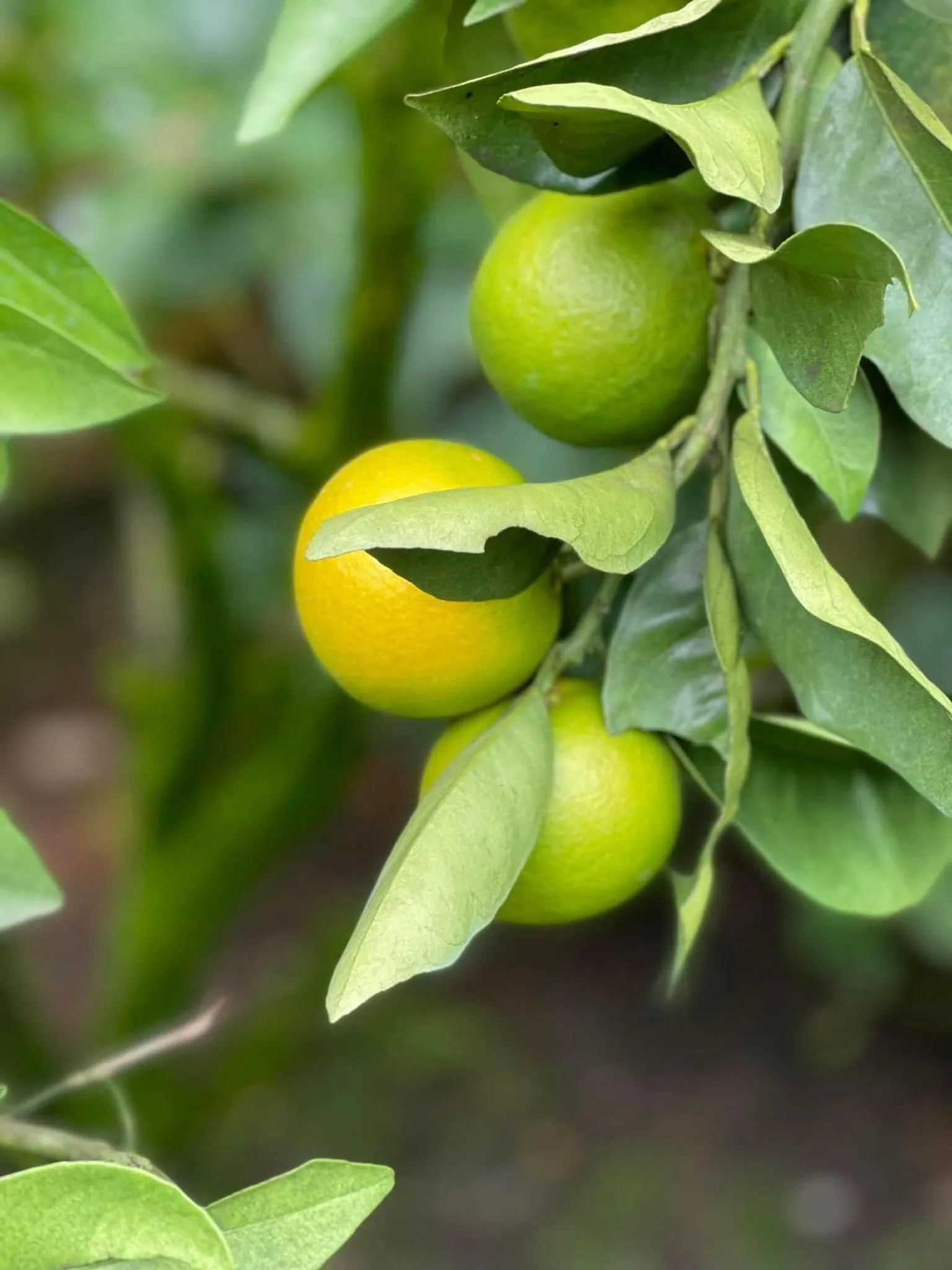 BICH DAO Boutique - Dalat