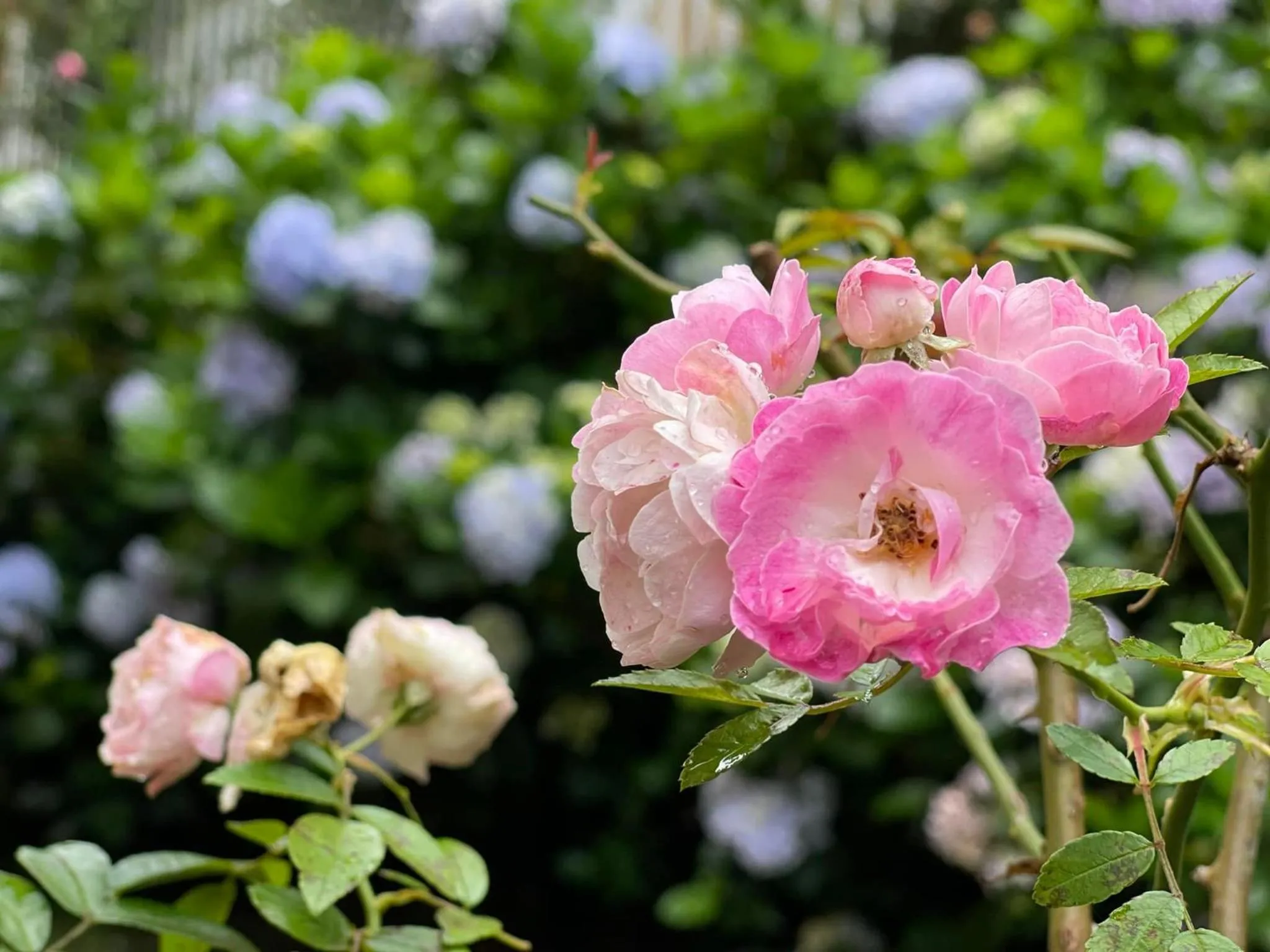 BICH DAO Boutique - Dalat