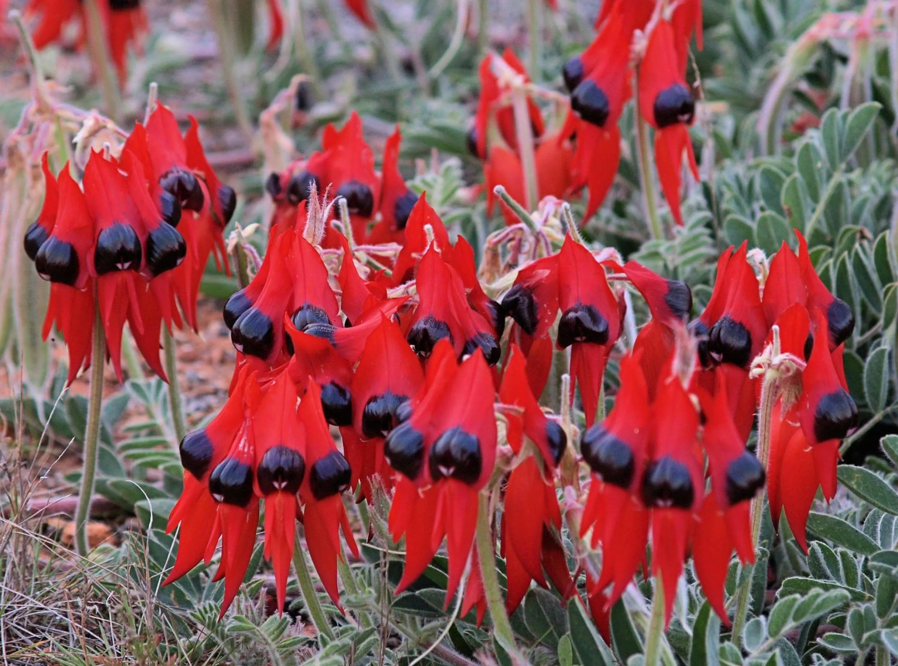 Spring in Capon Cottage