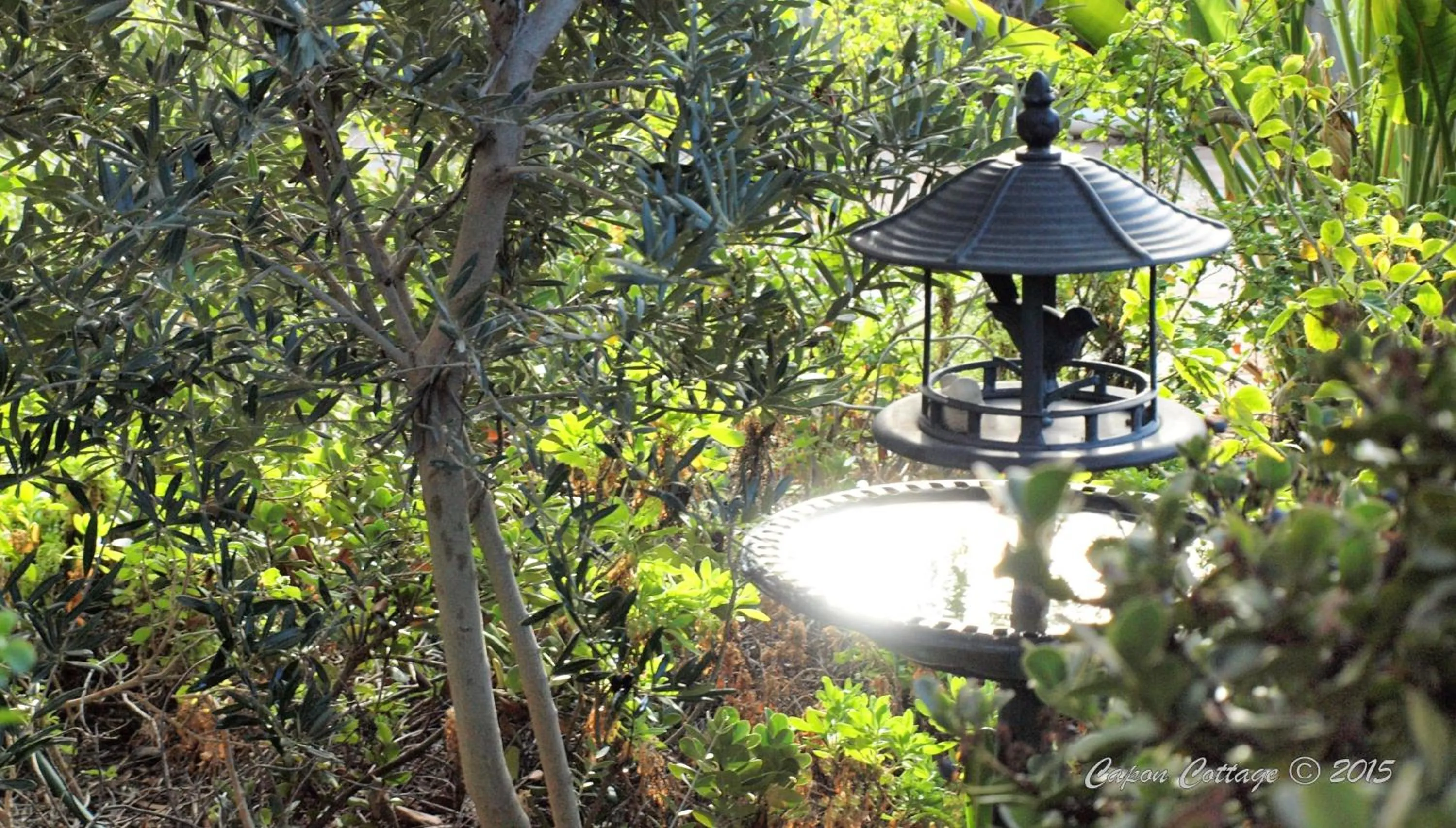 Garden in Capon Cottage