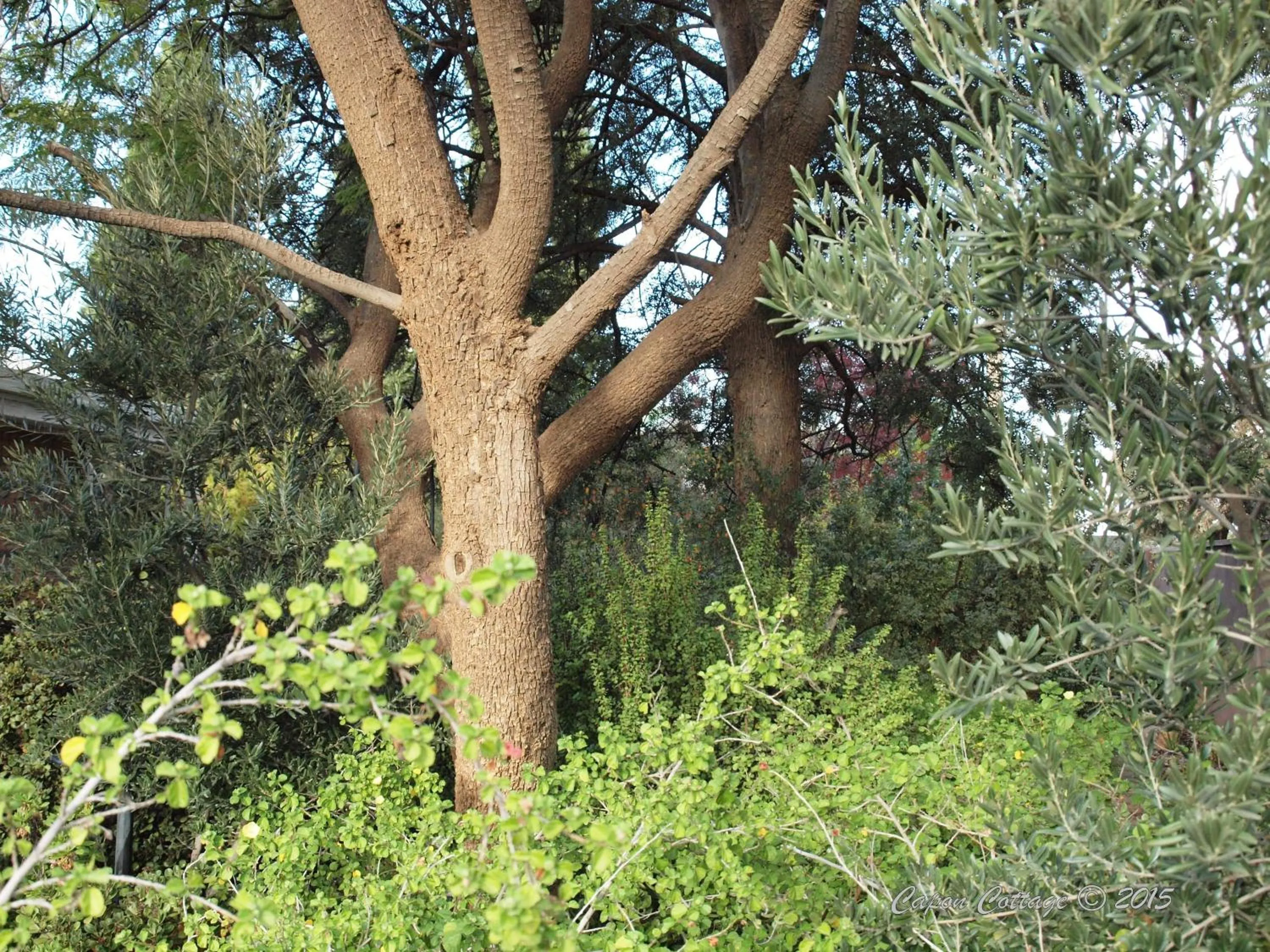 Garden in Capon Cottage