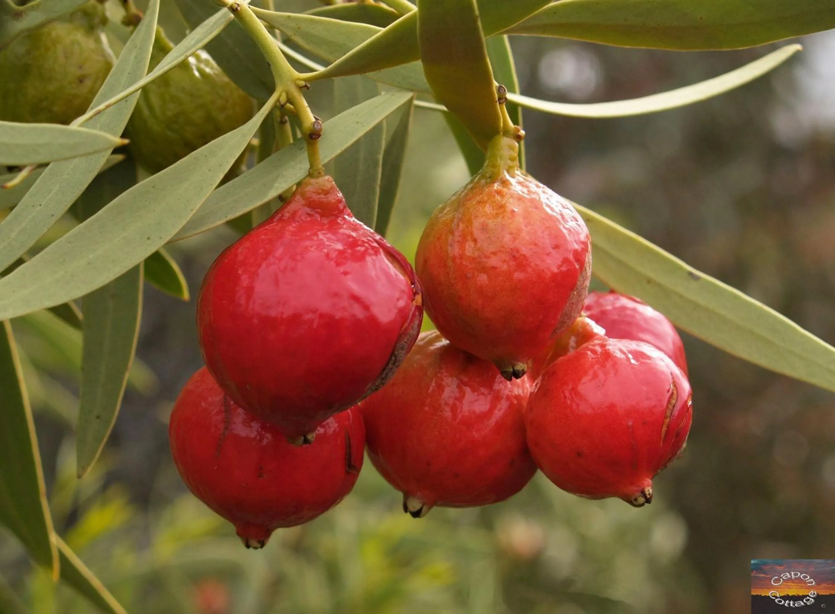 Food in Capon Cottage