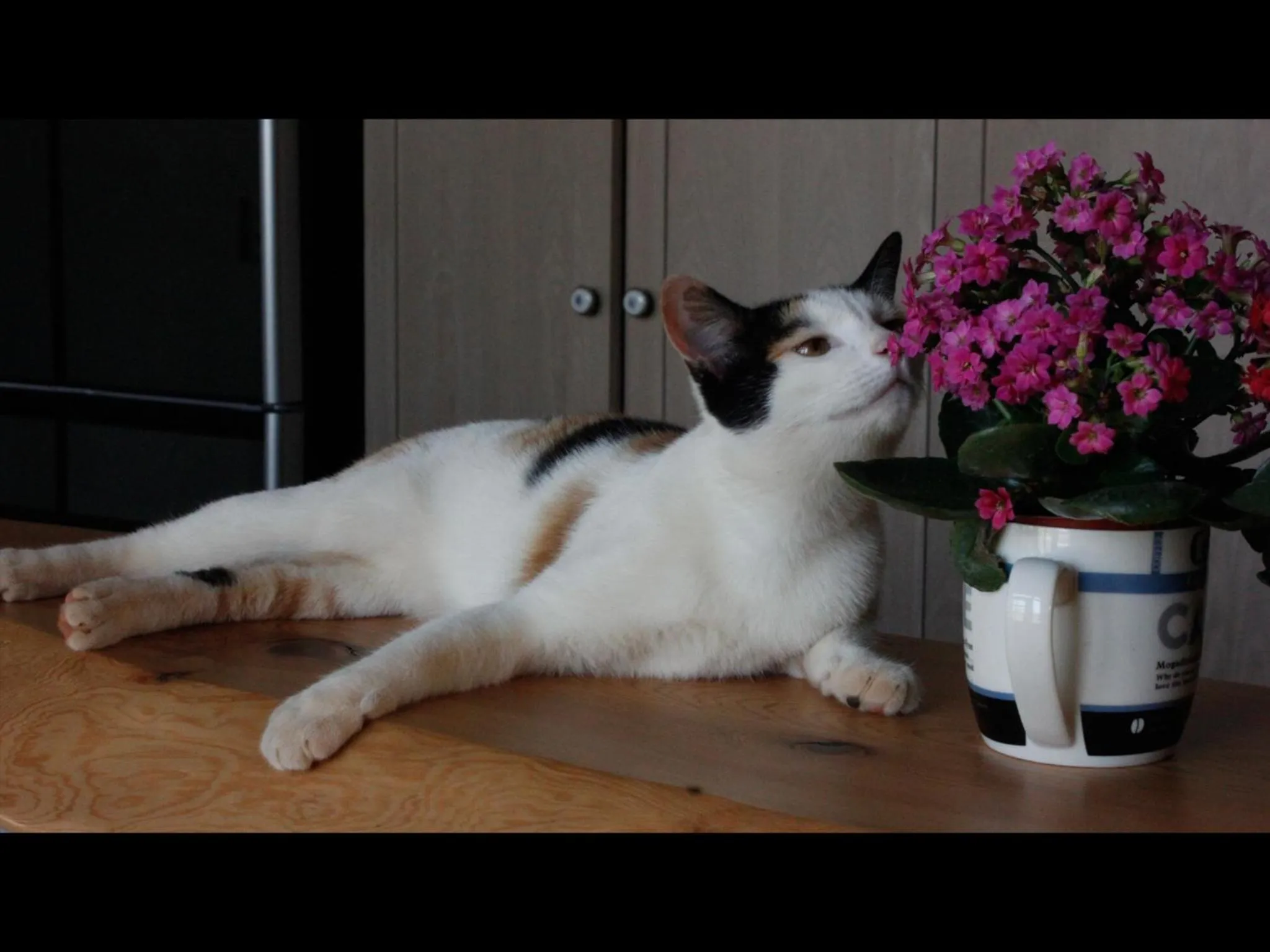 Other in Kavana Cottage