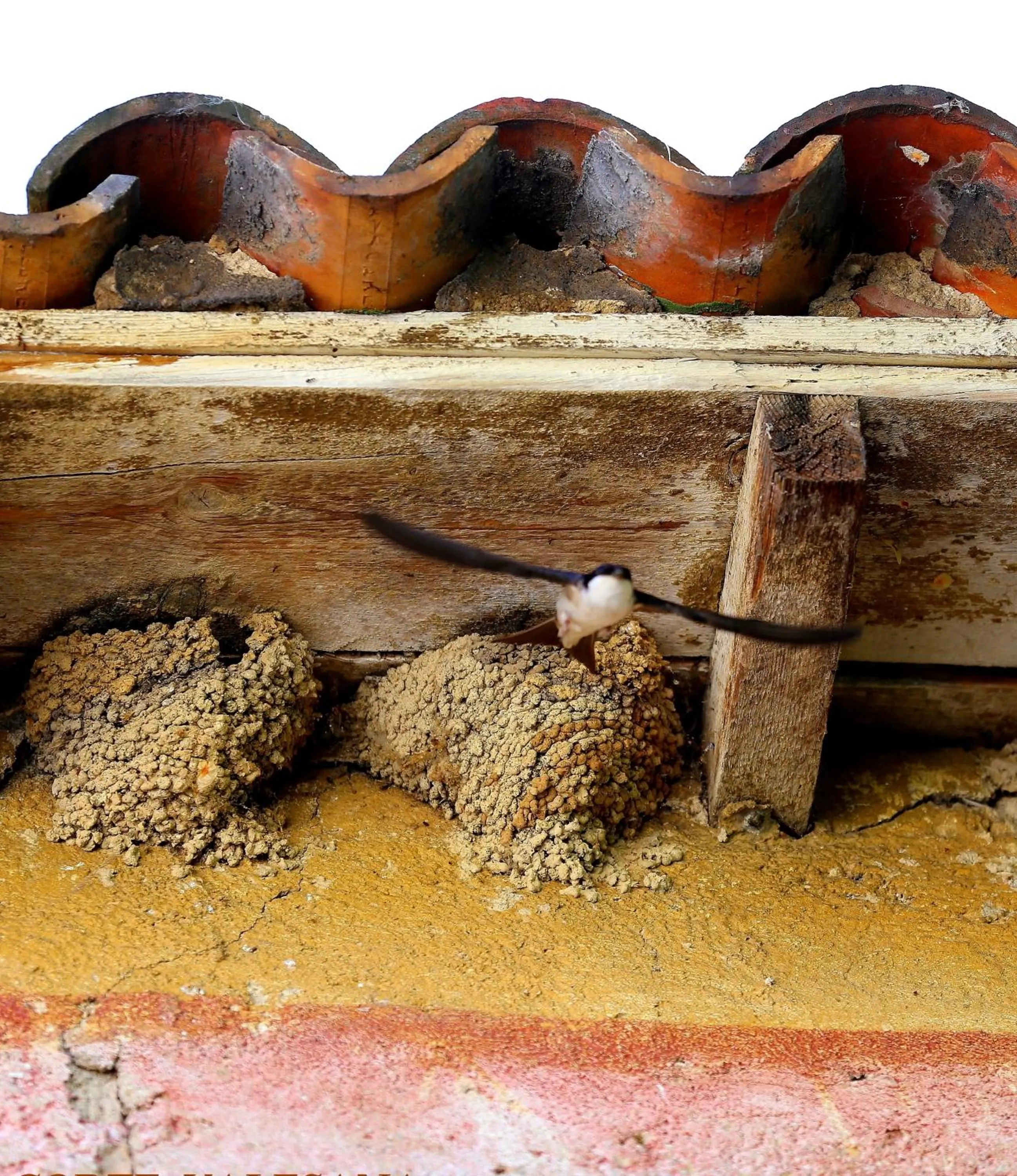 Other in Corte Valesana