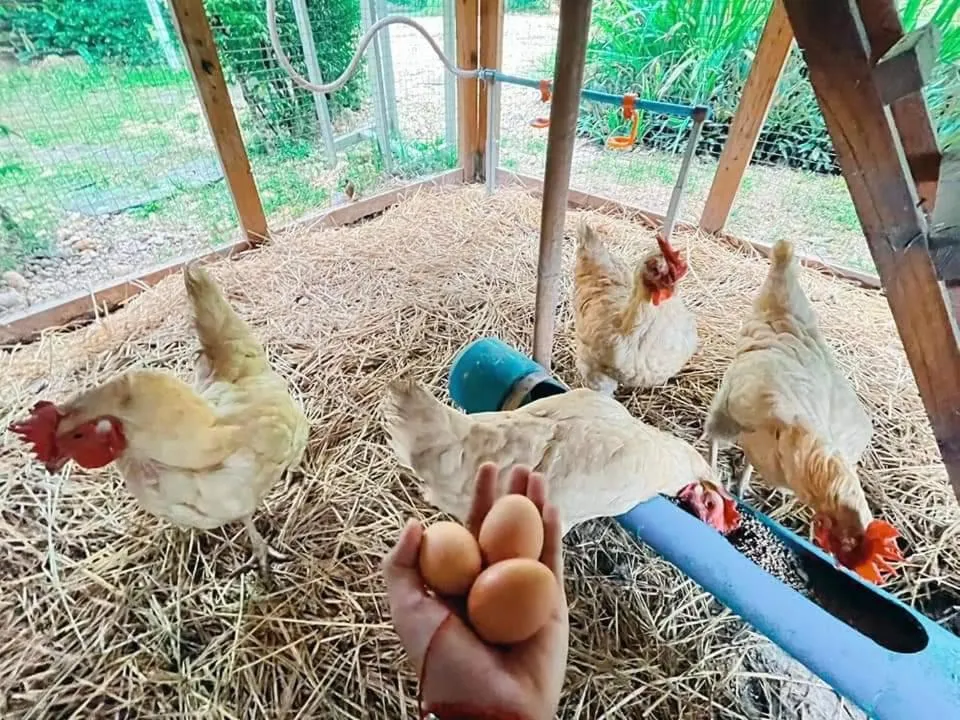 Villa De Bua Resort Nan