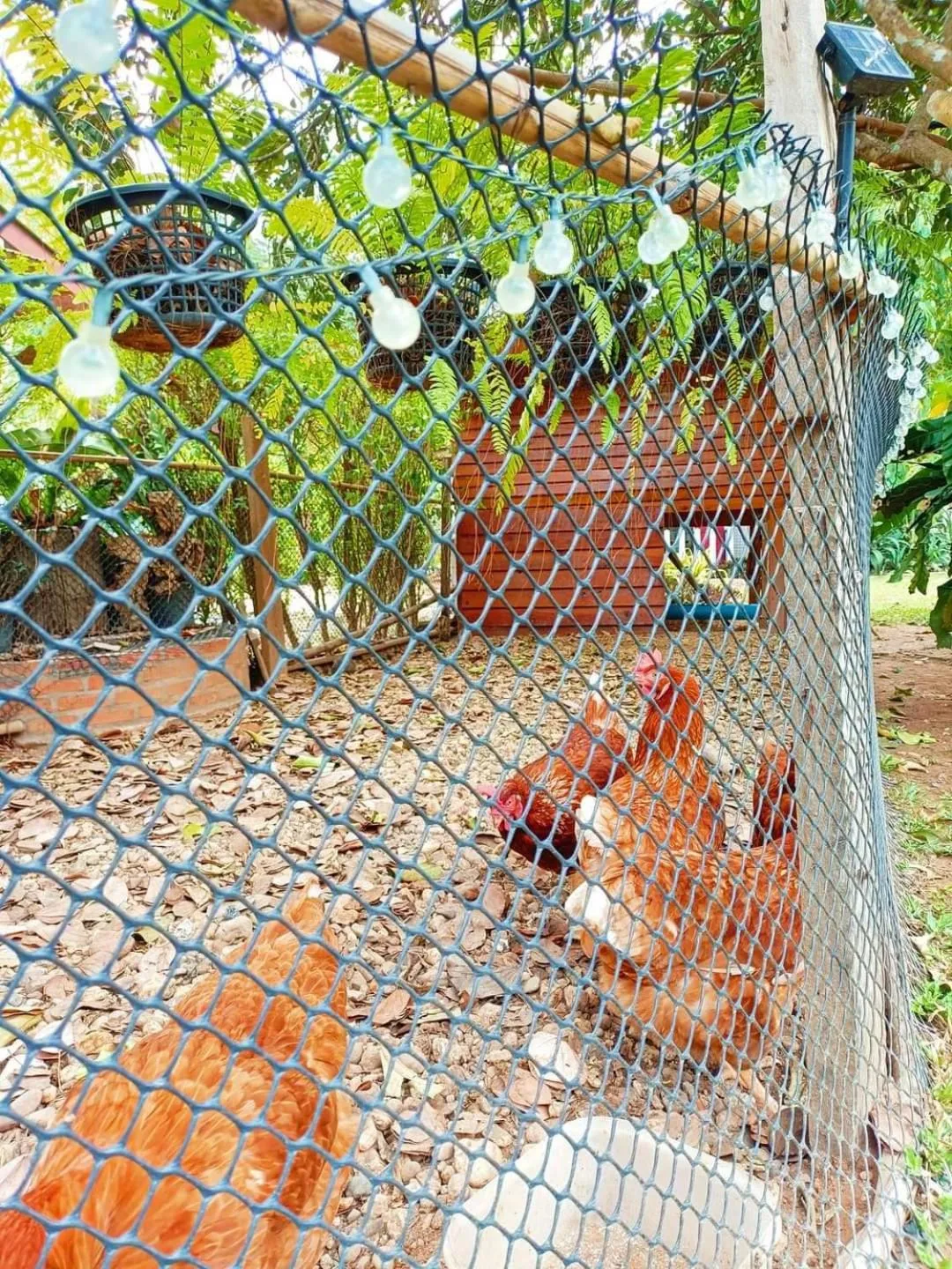 Villa De Bua Resort Nan