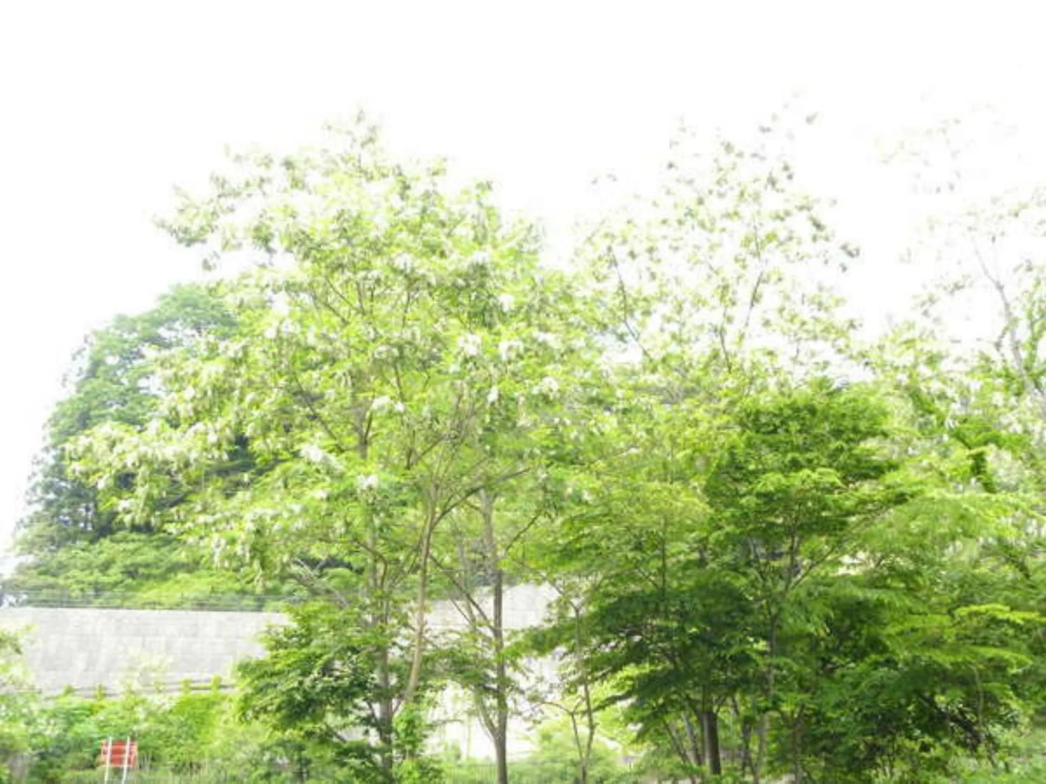 Off site in Harumiya Ryokan