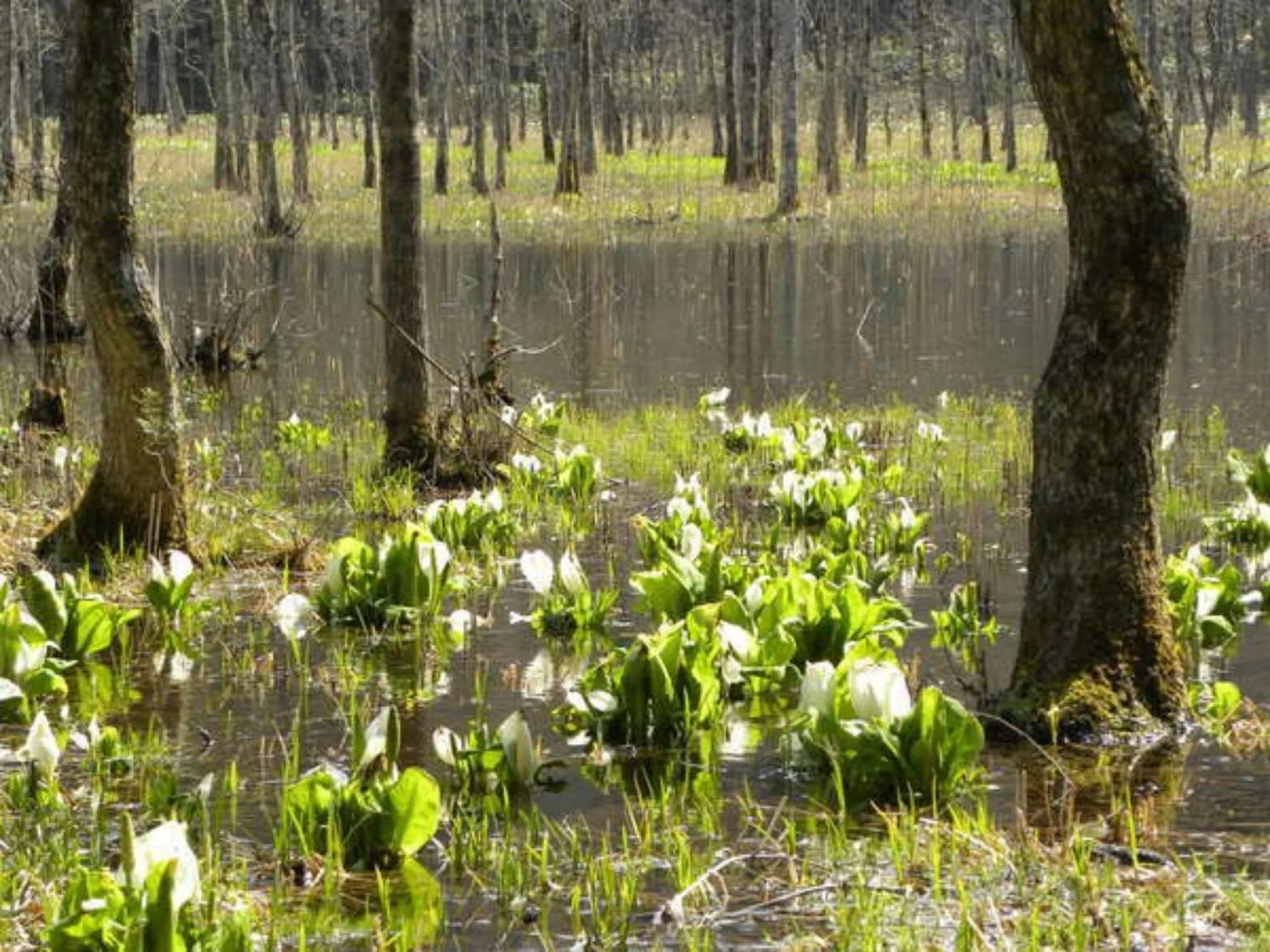 Natural landscape in Harumiya Ryokan