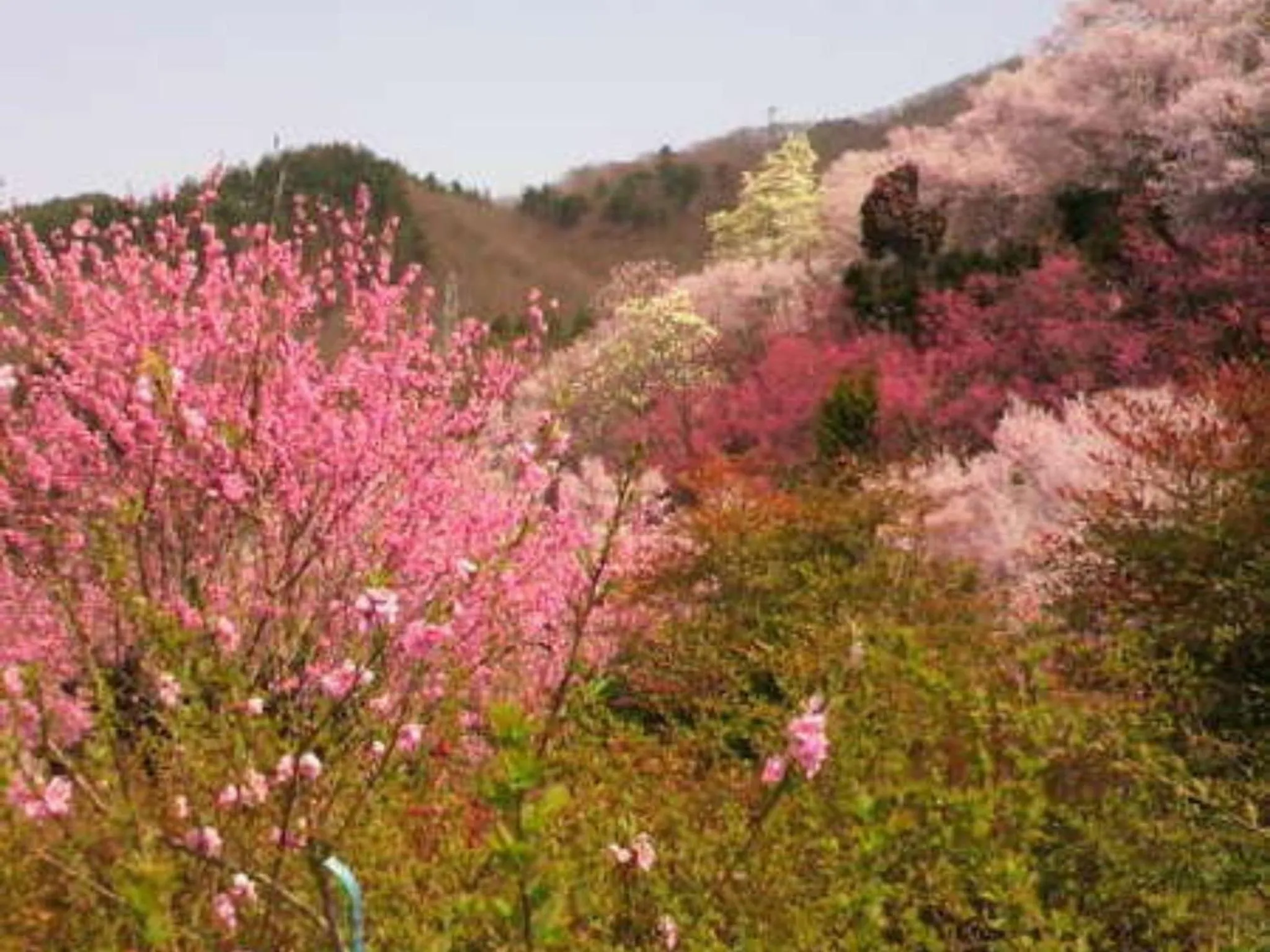 Natural landscape in Harumiya Ryokan
