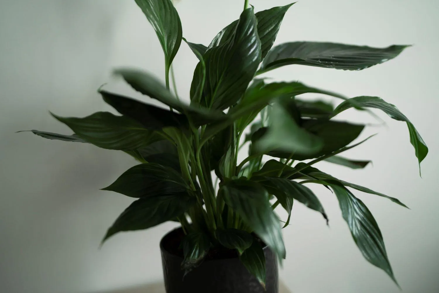 Decorative detail in Botanica Residence