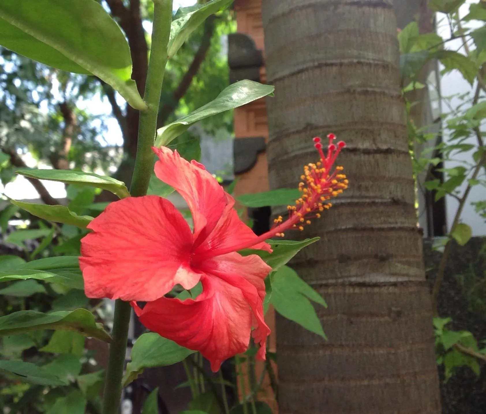 Garden in Gili Nyepi