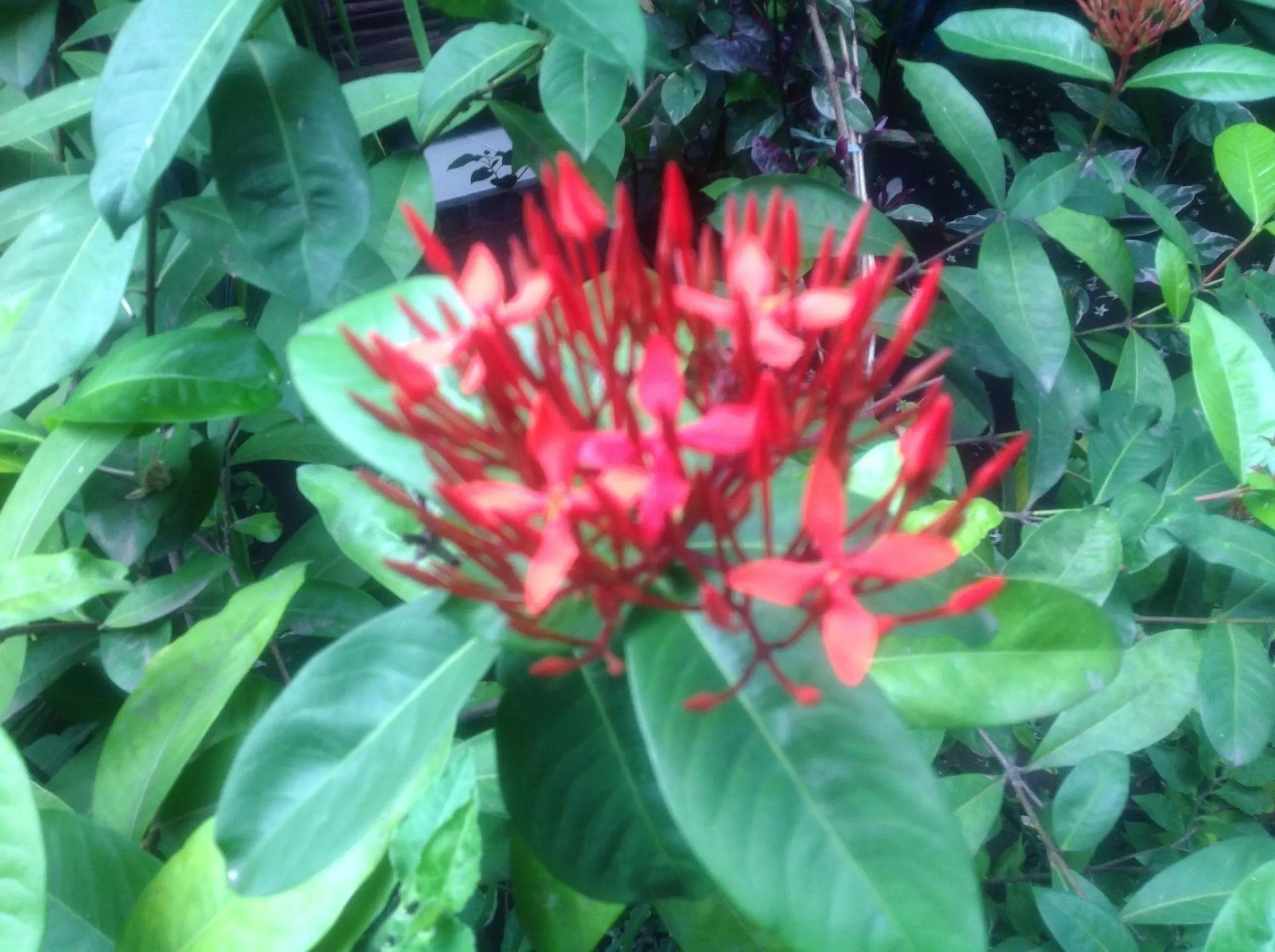 Garden in Gili Nyepi