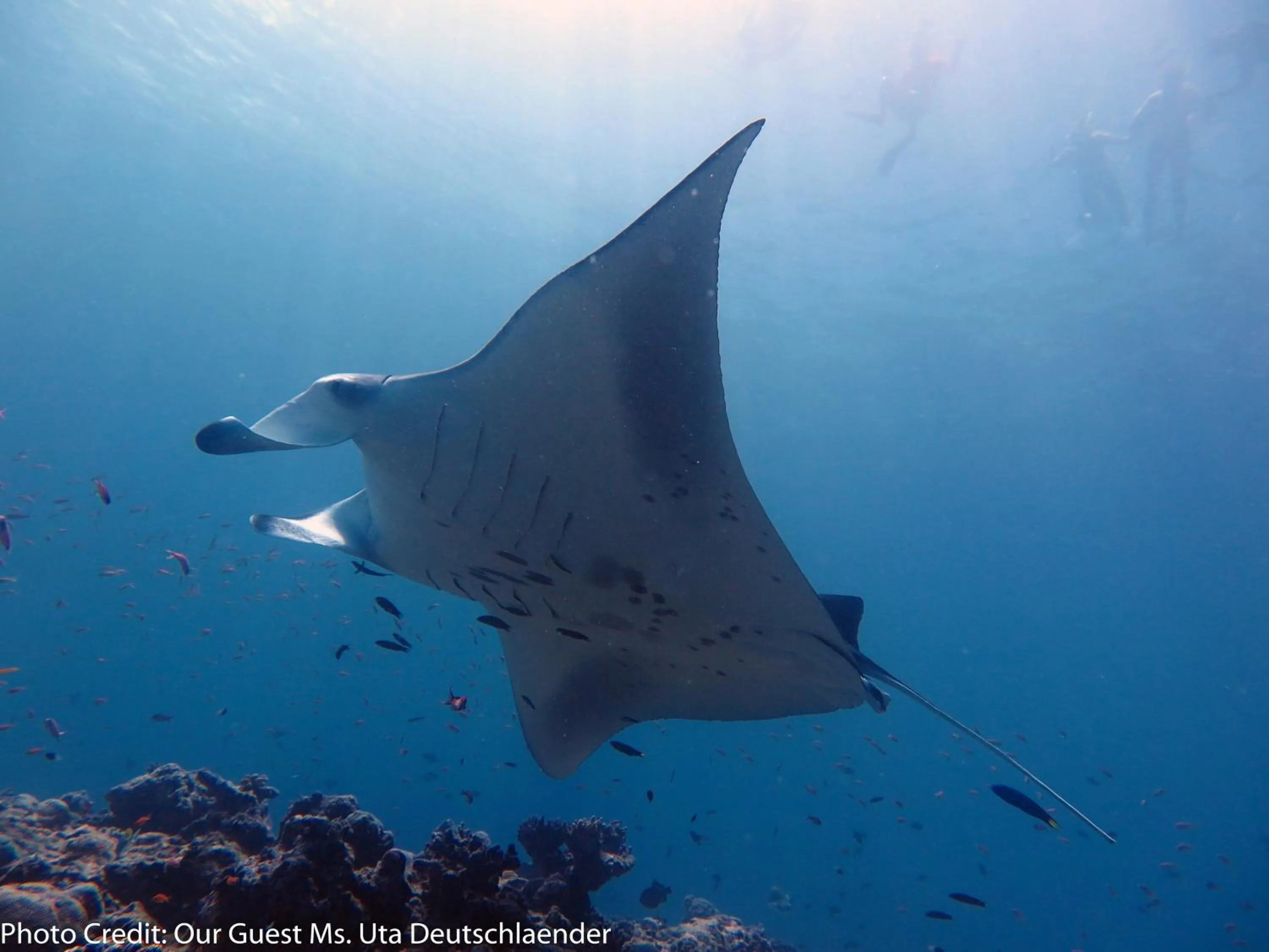 Snorkeling in Boutique Beach All Inclusive Diving Hotel
