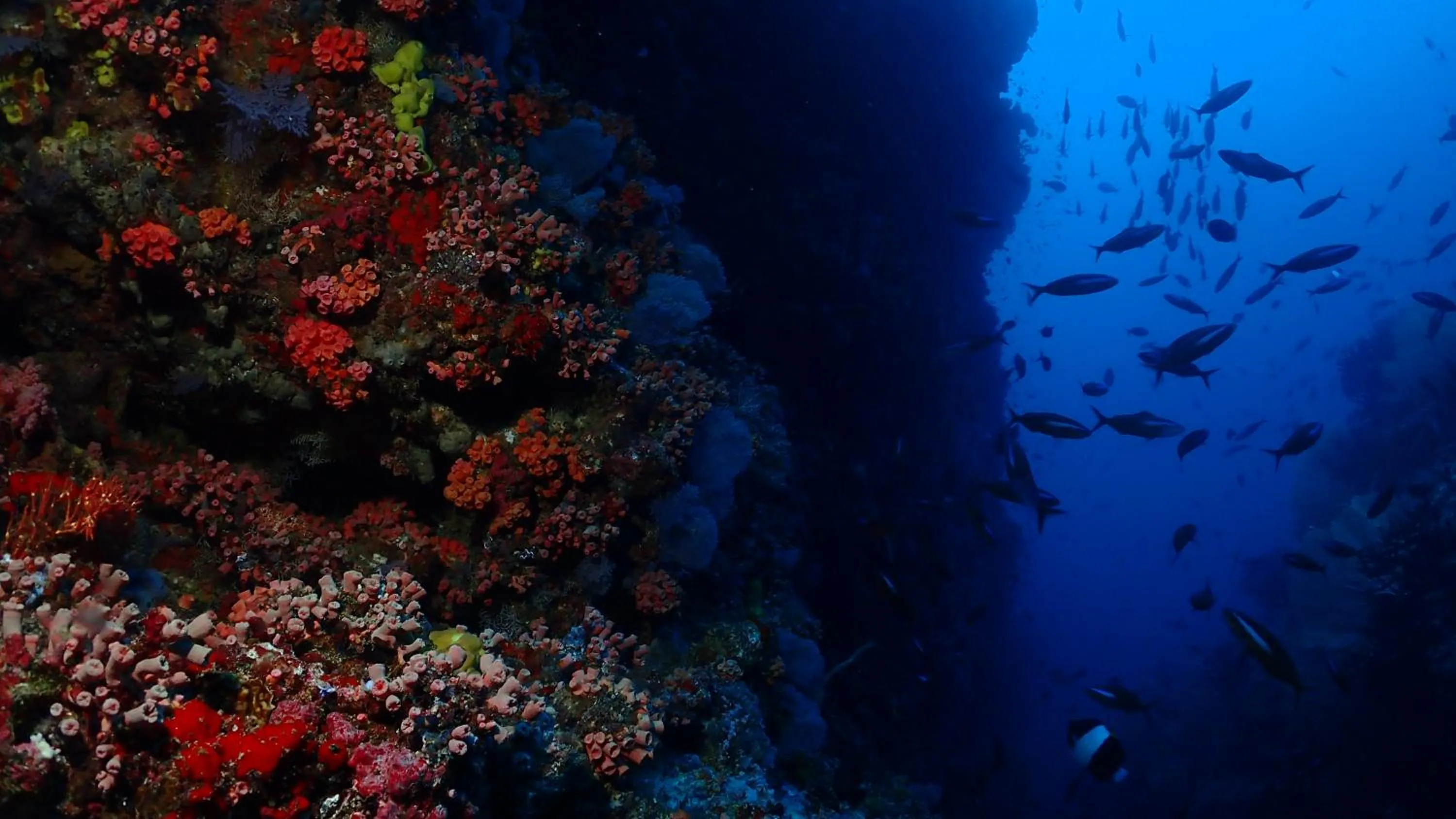 Snorkeling in Boutique Beach All Inclusive Diving Hotel