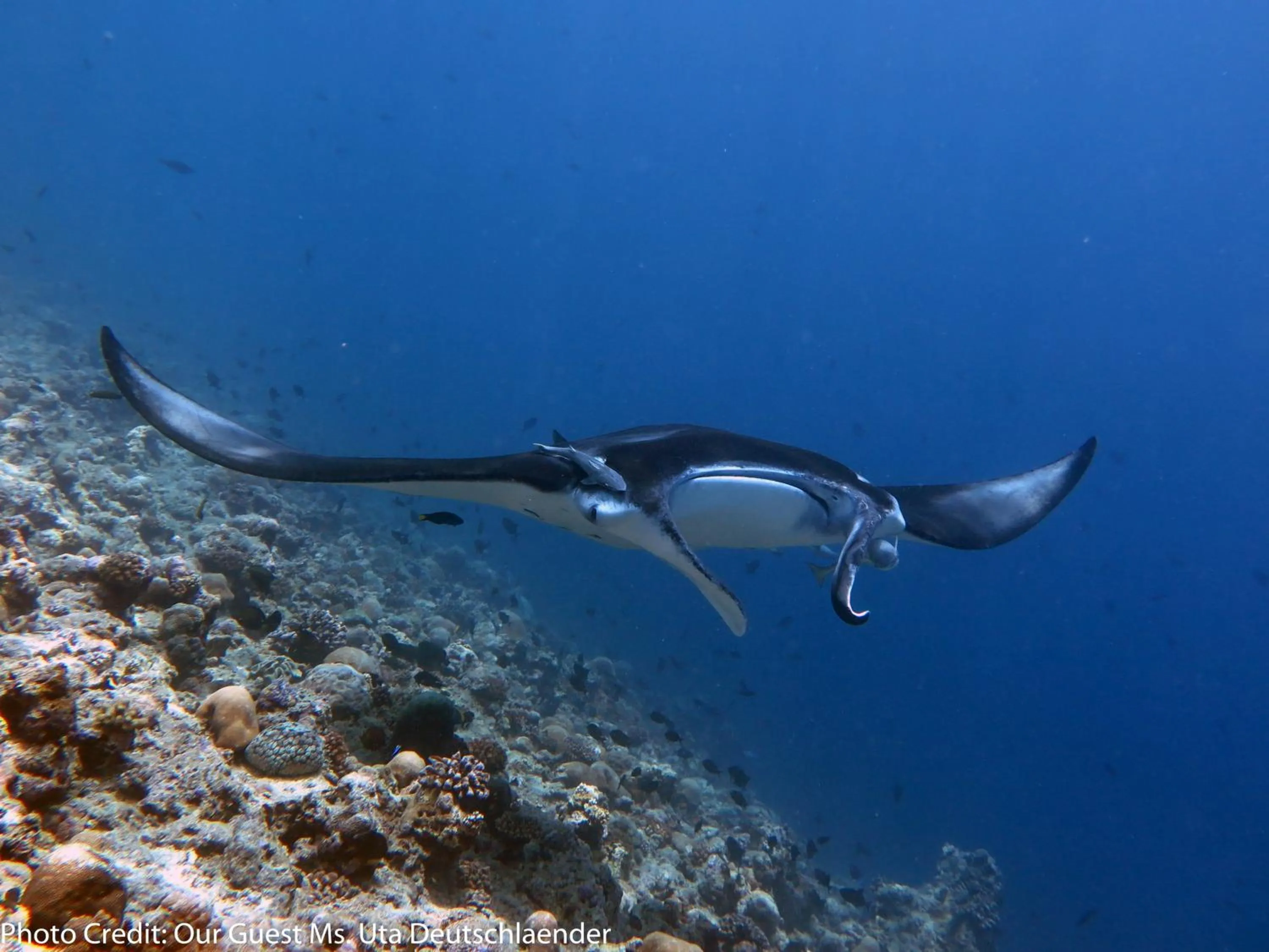 Snorkeling in Boutique Beach All Inclusive Diving Hotel