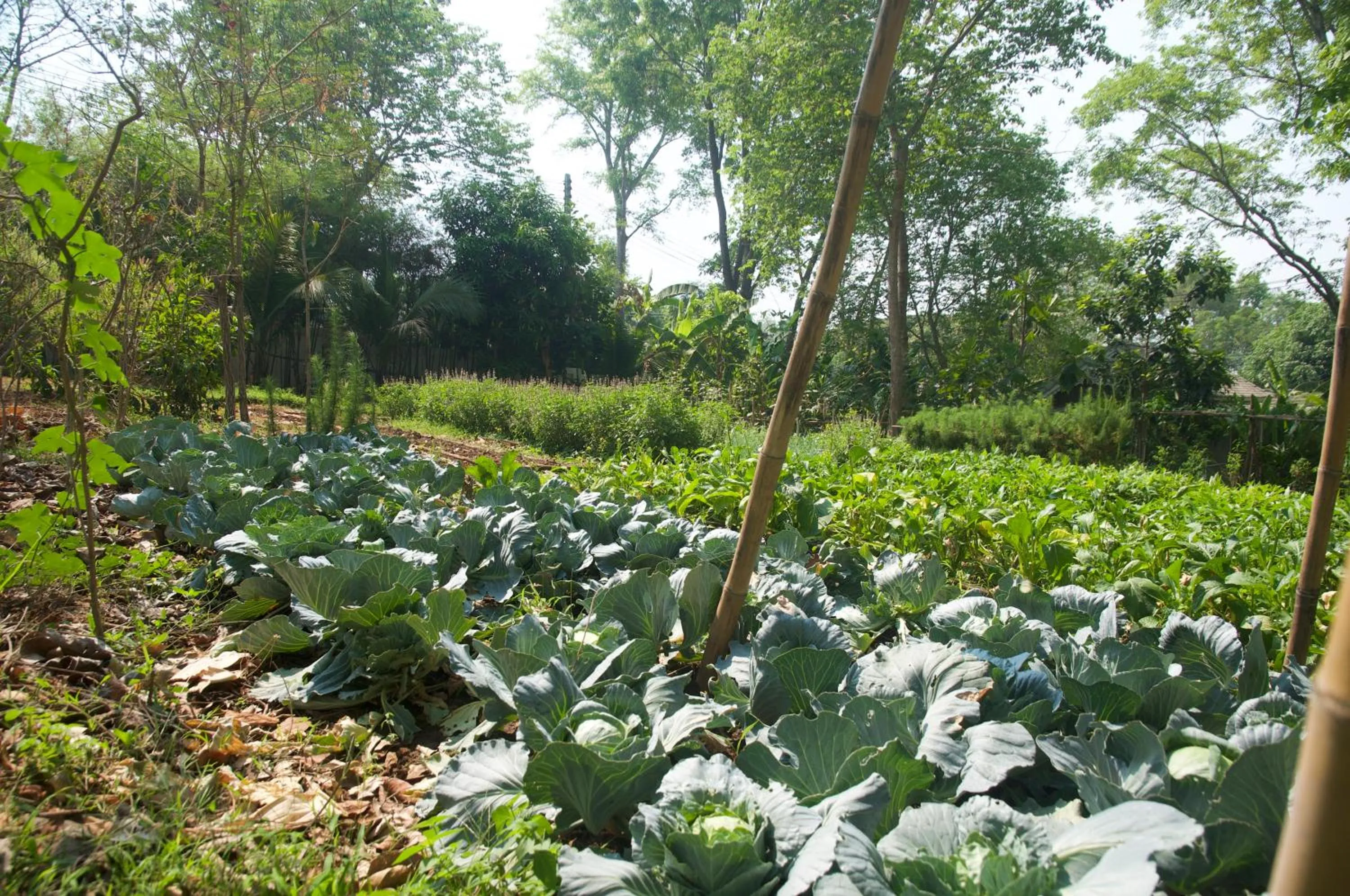 Garden in Monoceros Resort