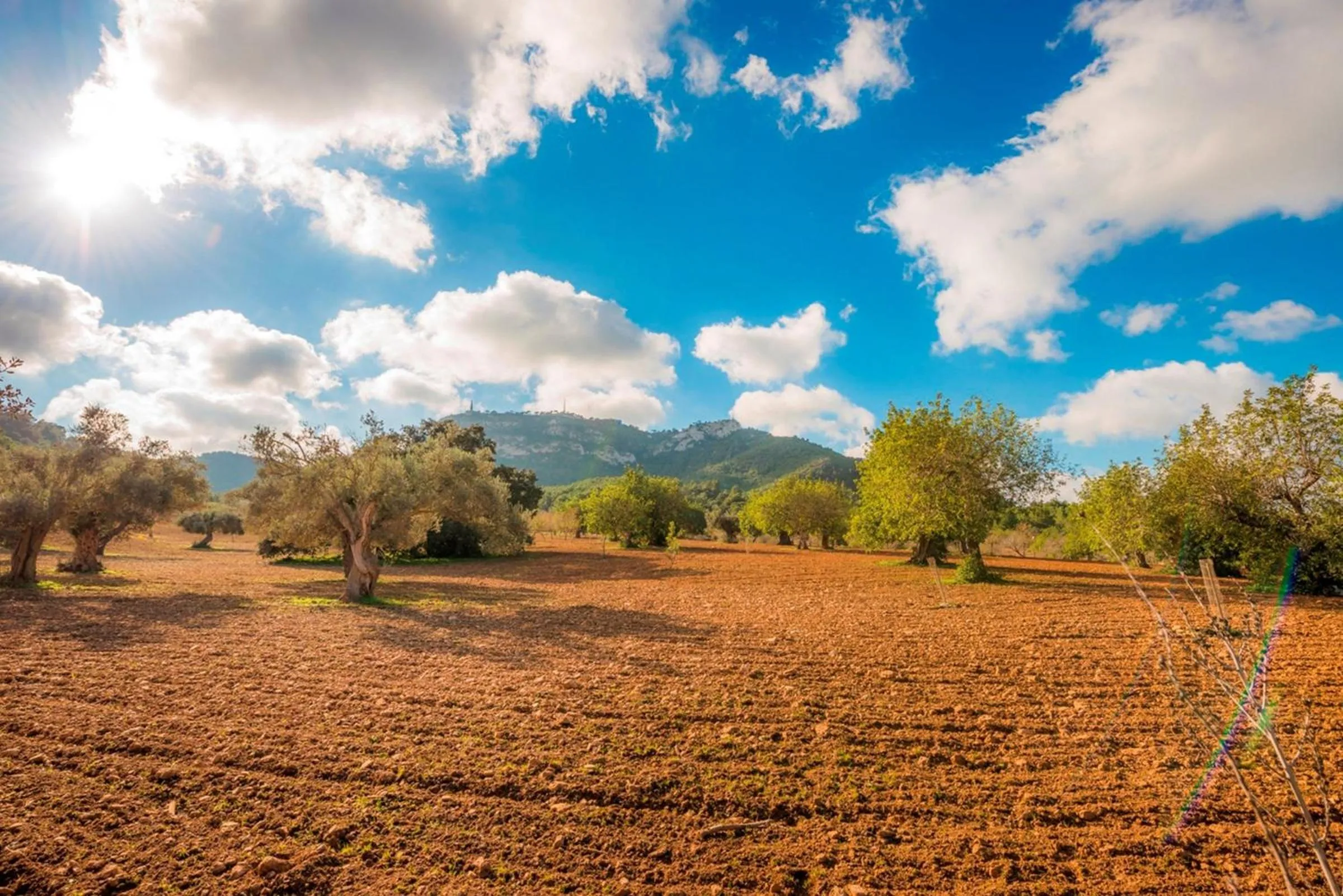 Natural landscape in Bonavista (Batle De Bonavista)
