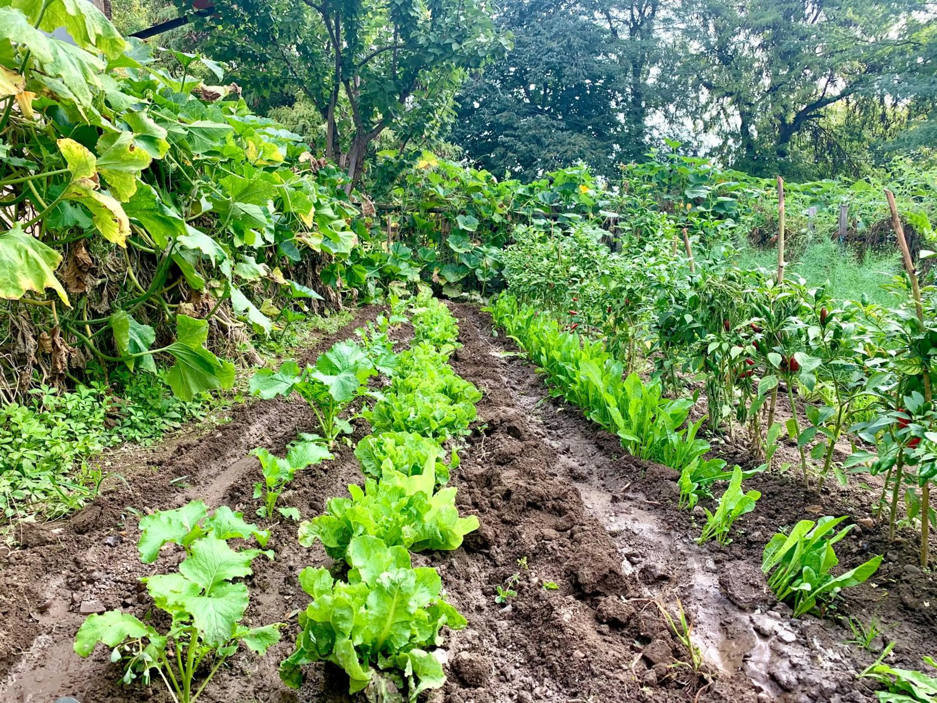 Garden in Cascina Bellaria