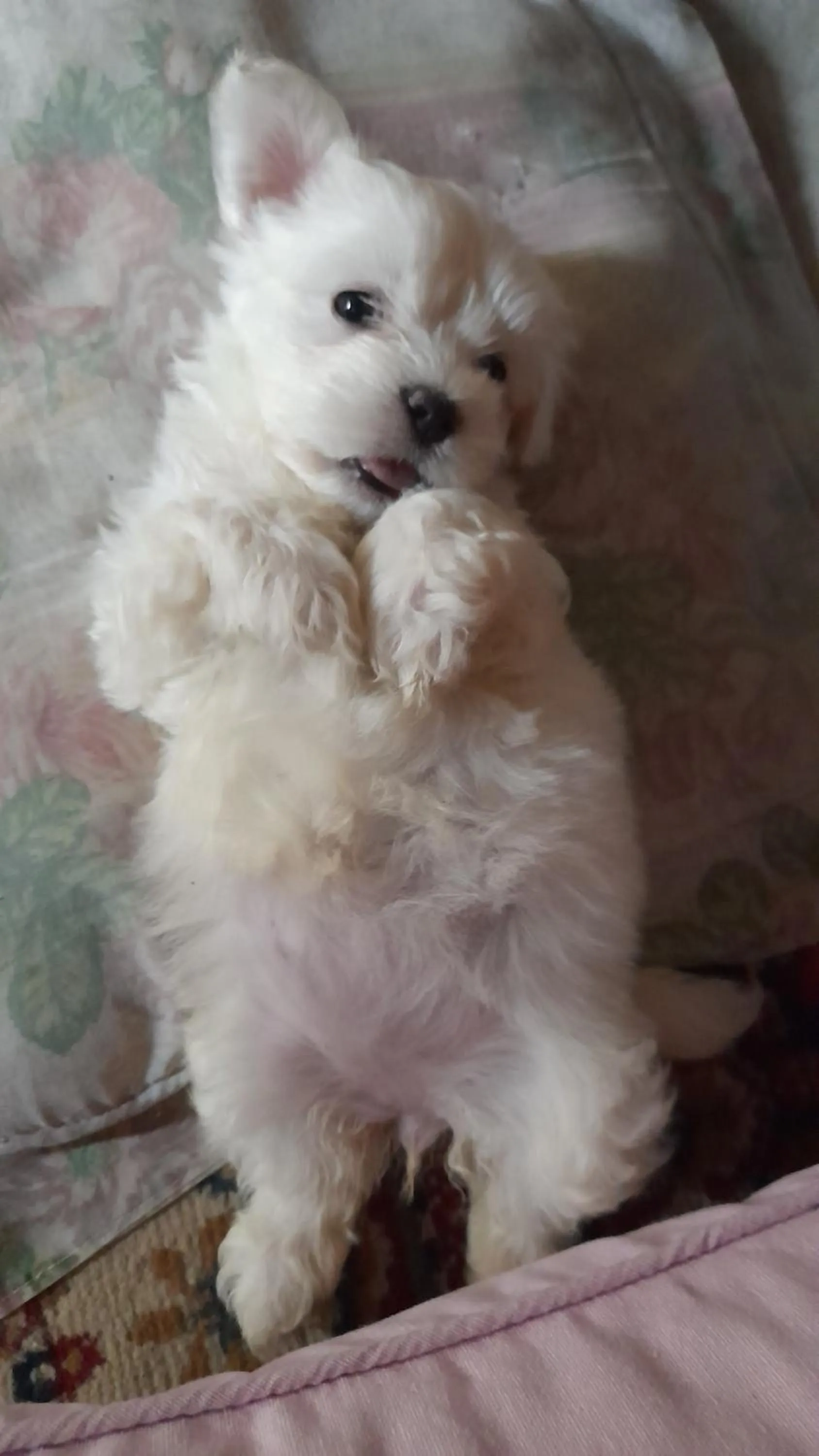 B&B Mirna - Piccolo Appartamento