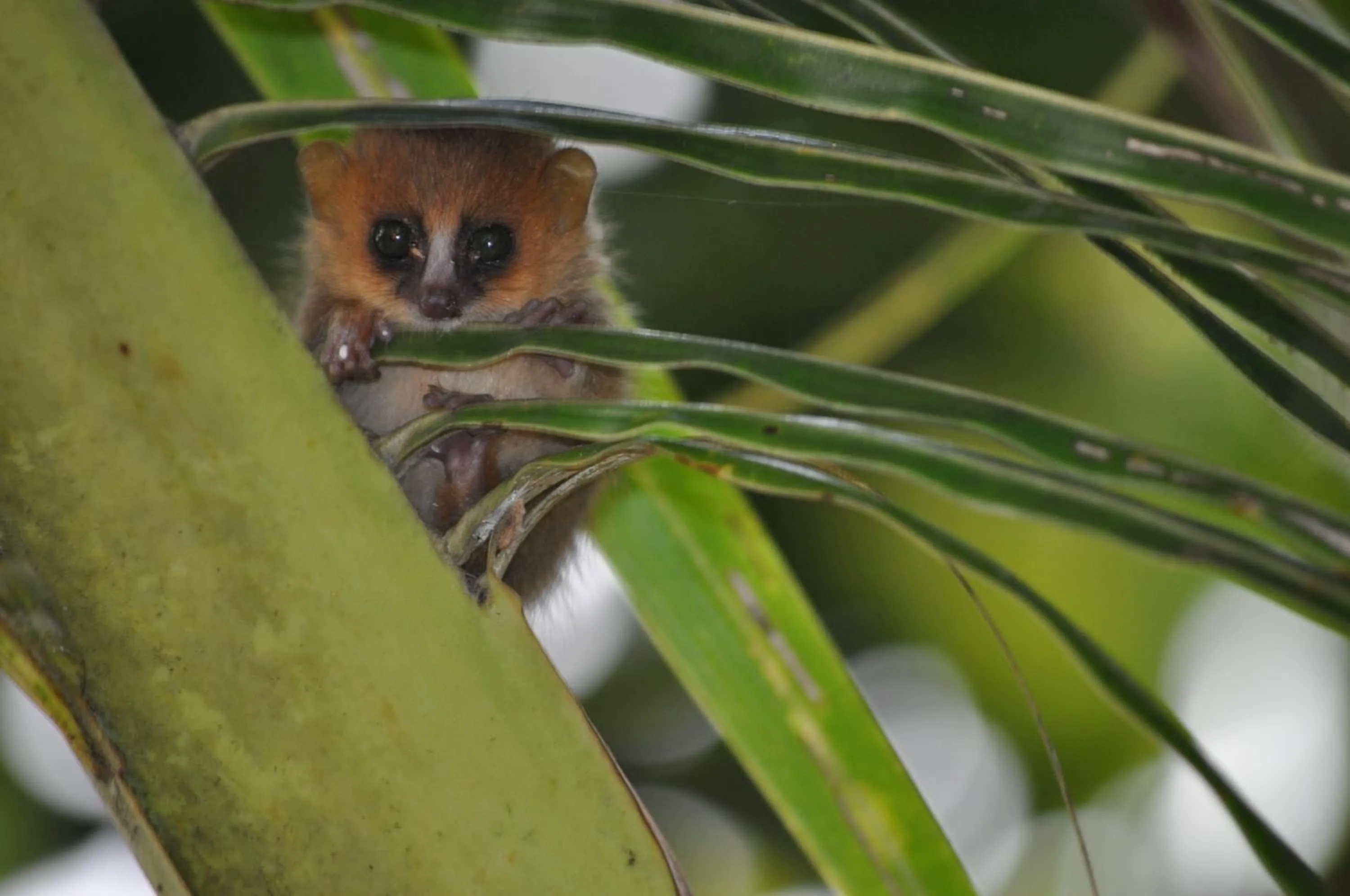 Animals in Natiora Green Lodge