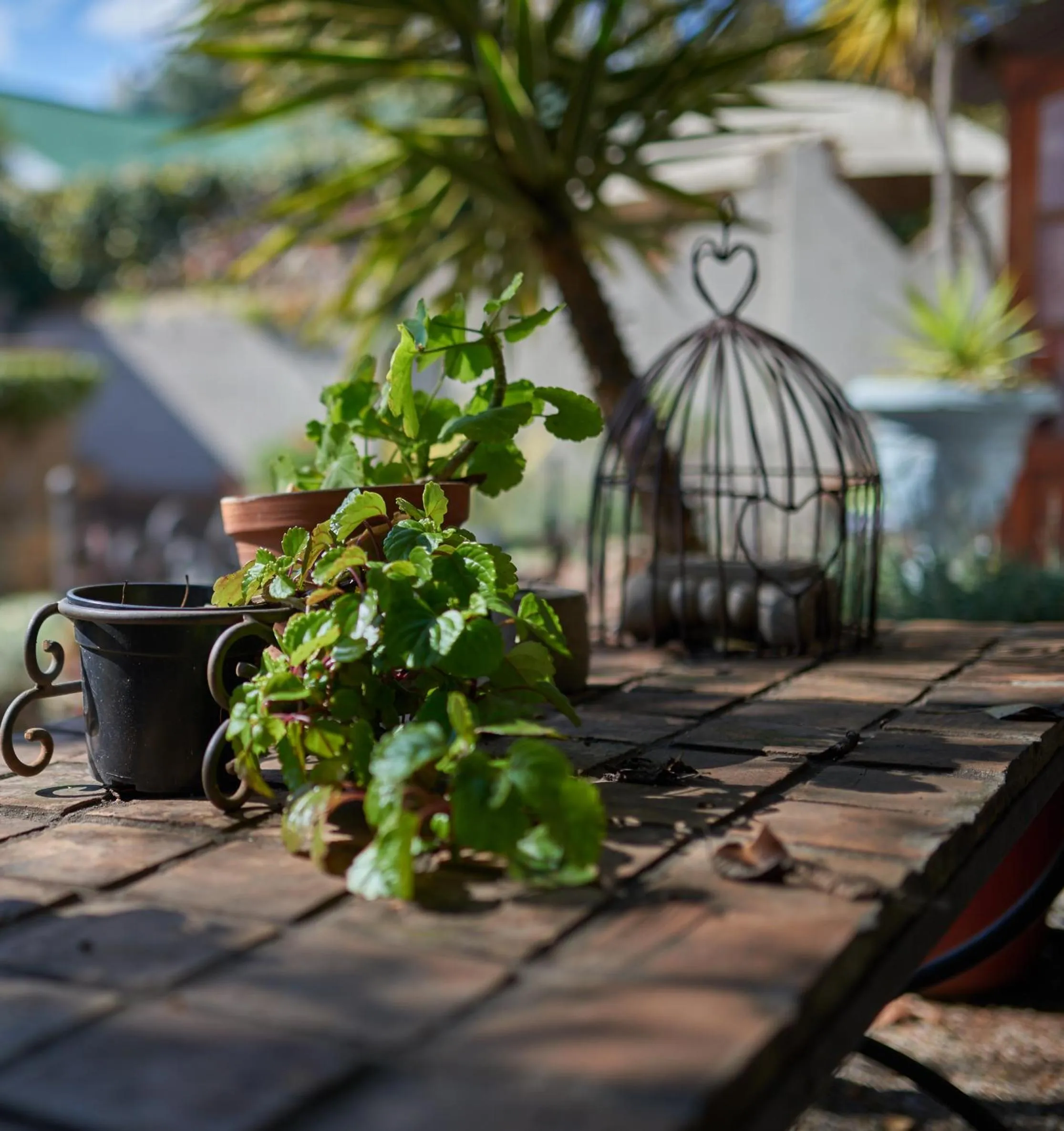 Garden in 84 on Fourth Guest House