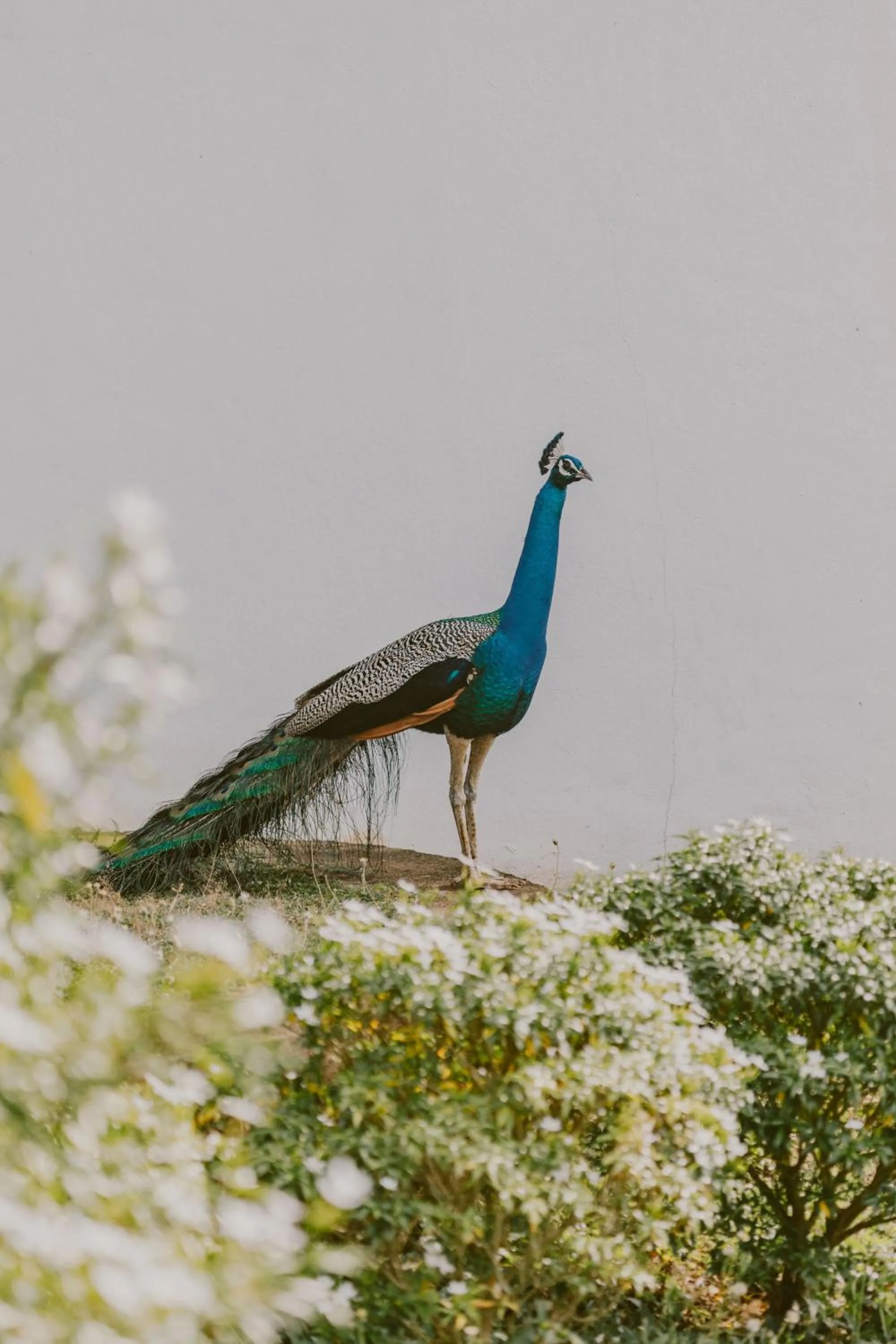 Garden in Little Tamarind