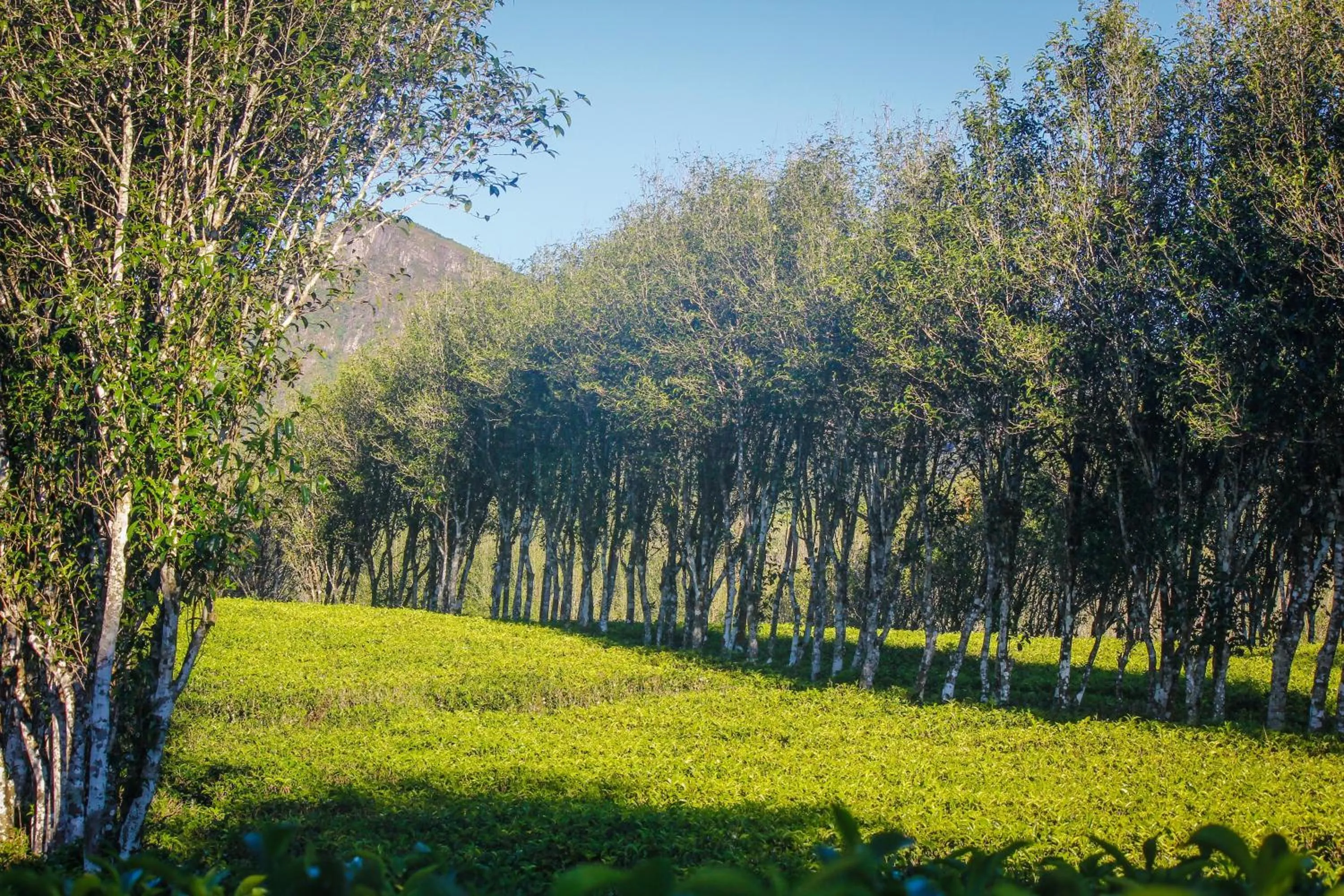 Natural landscape in Hatale Mini World's End Bungalow