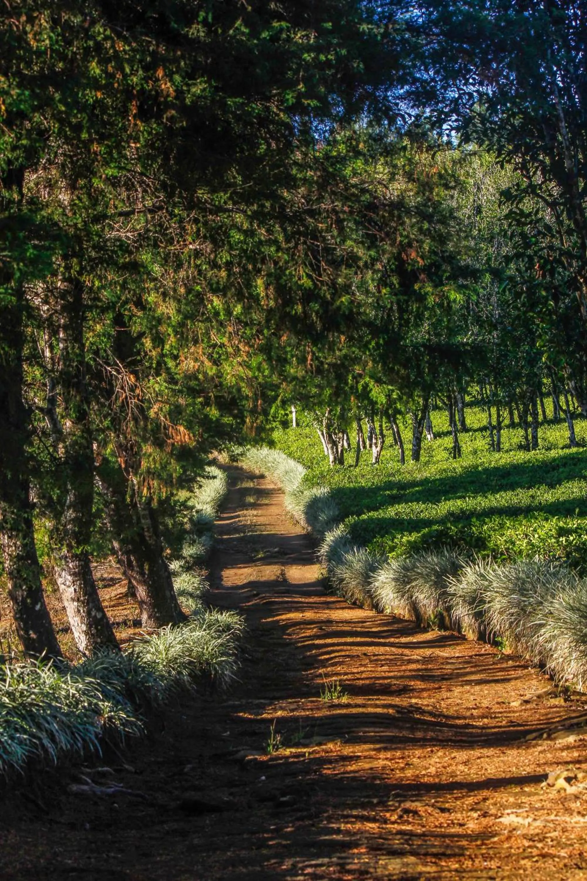 Natural landscape in Hatale Mini World's End Bungalow
