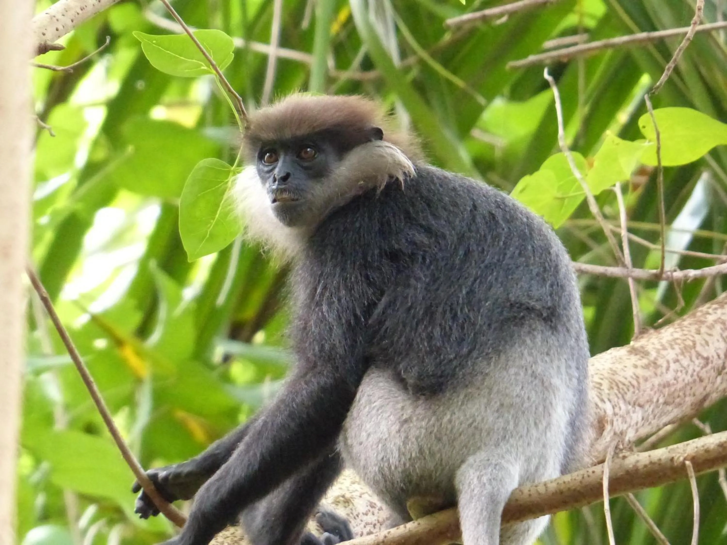 Animals in Hansa Villa