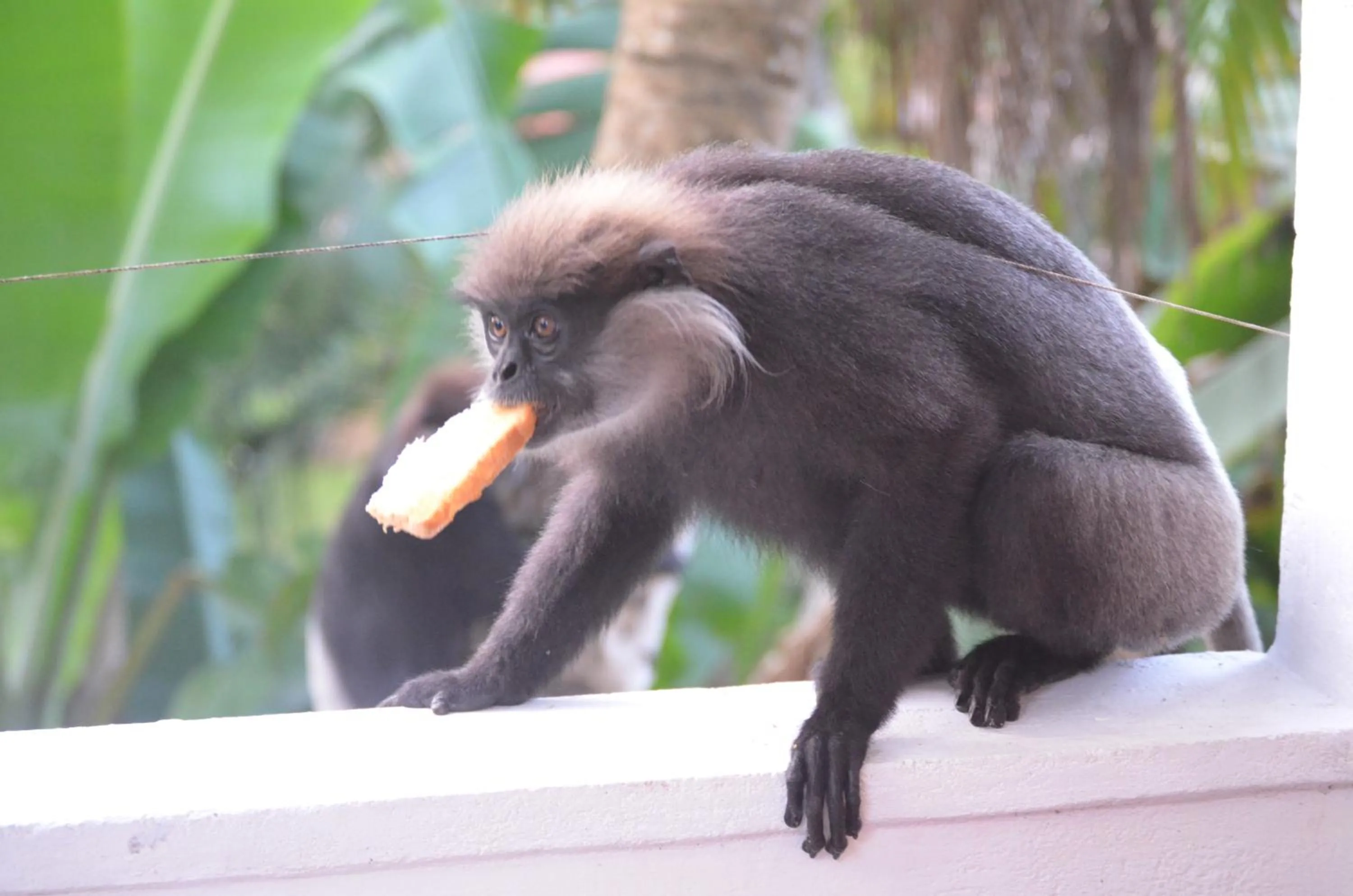 Animals in Hansa Villa